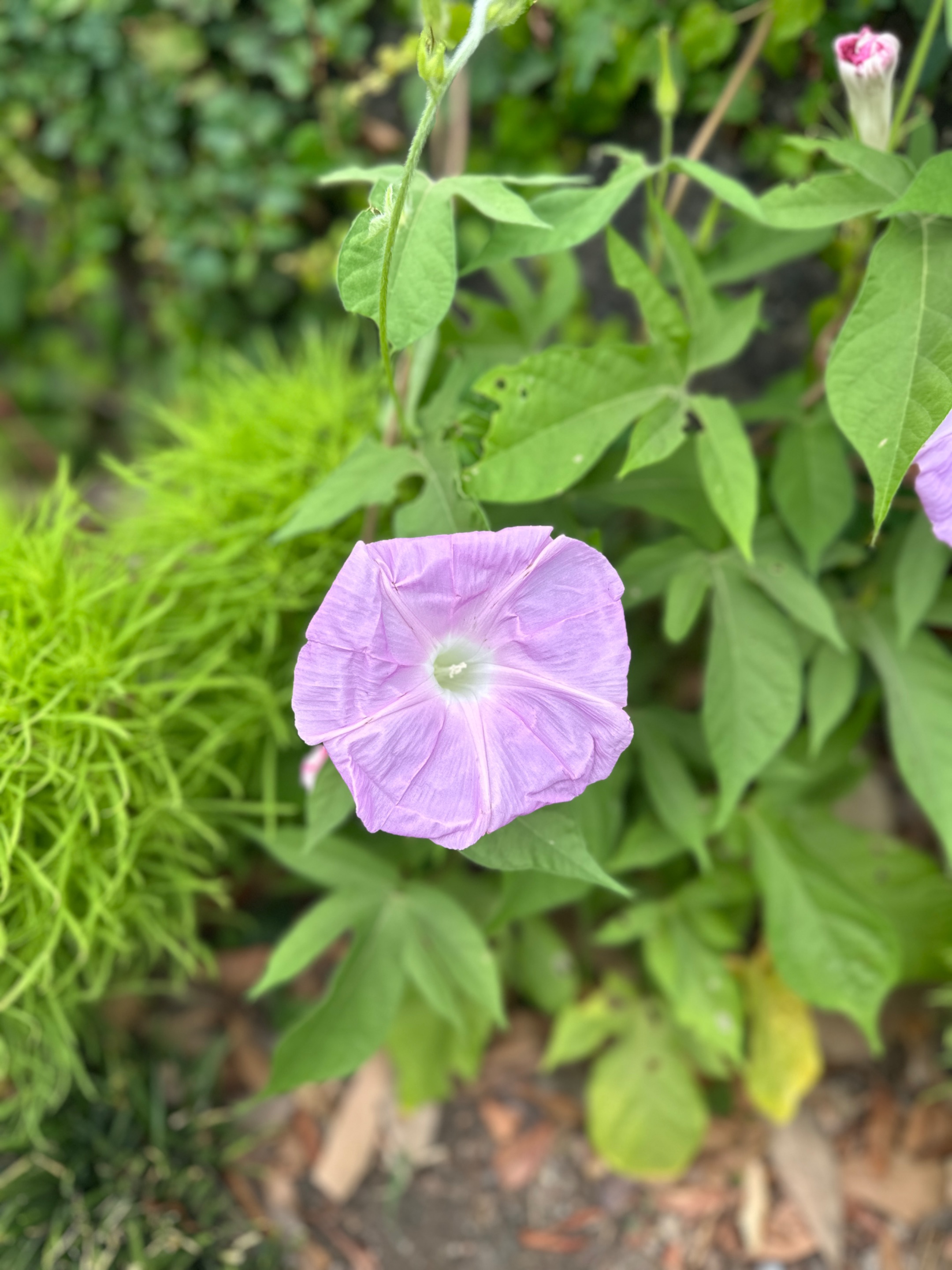 IMG_8332.jpeg