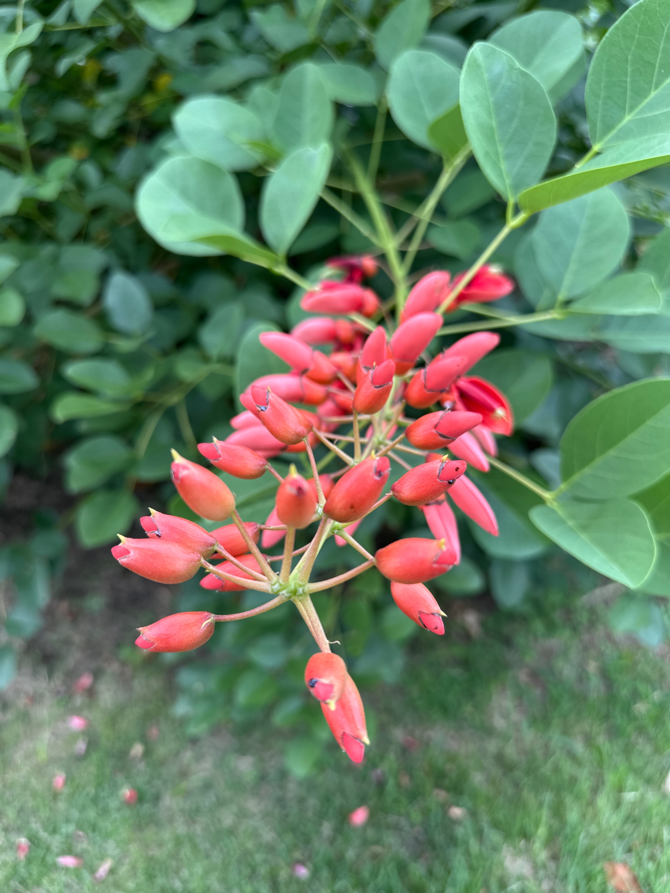 IMG_8597.jpeg