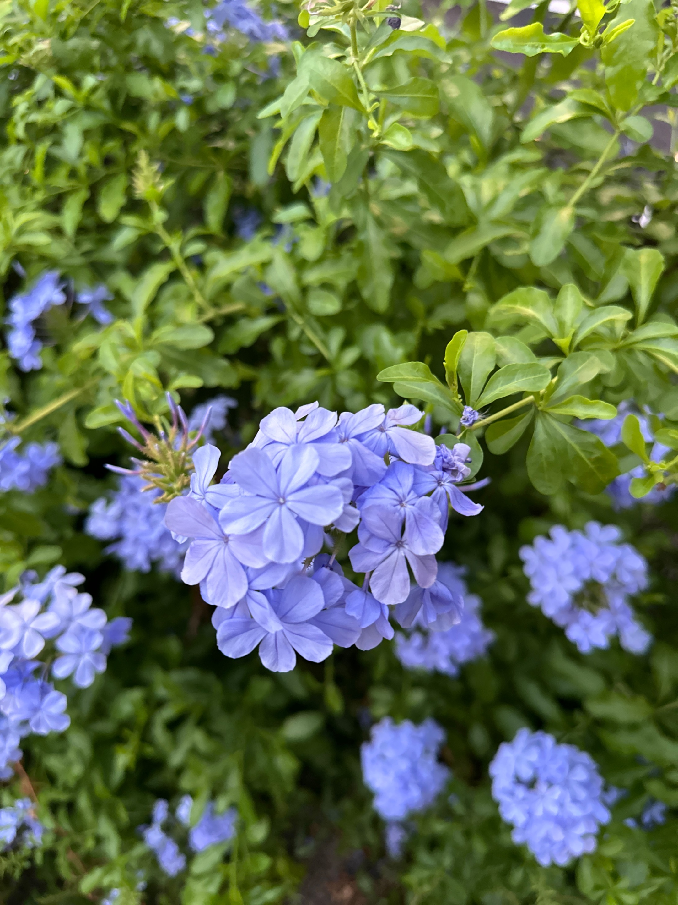 IMG_8067.jpeg