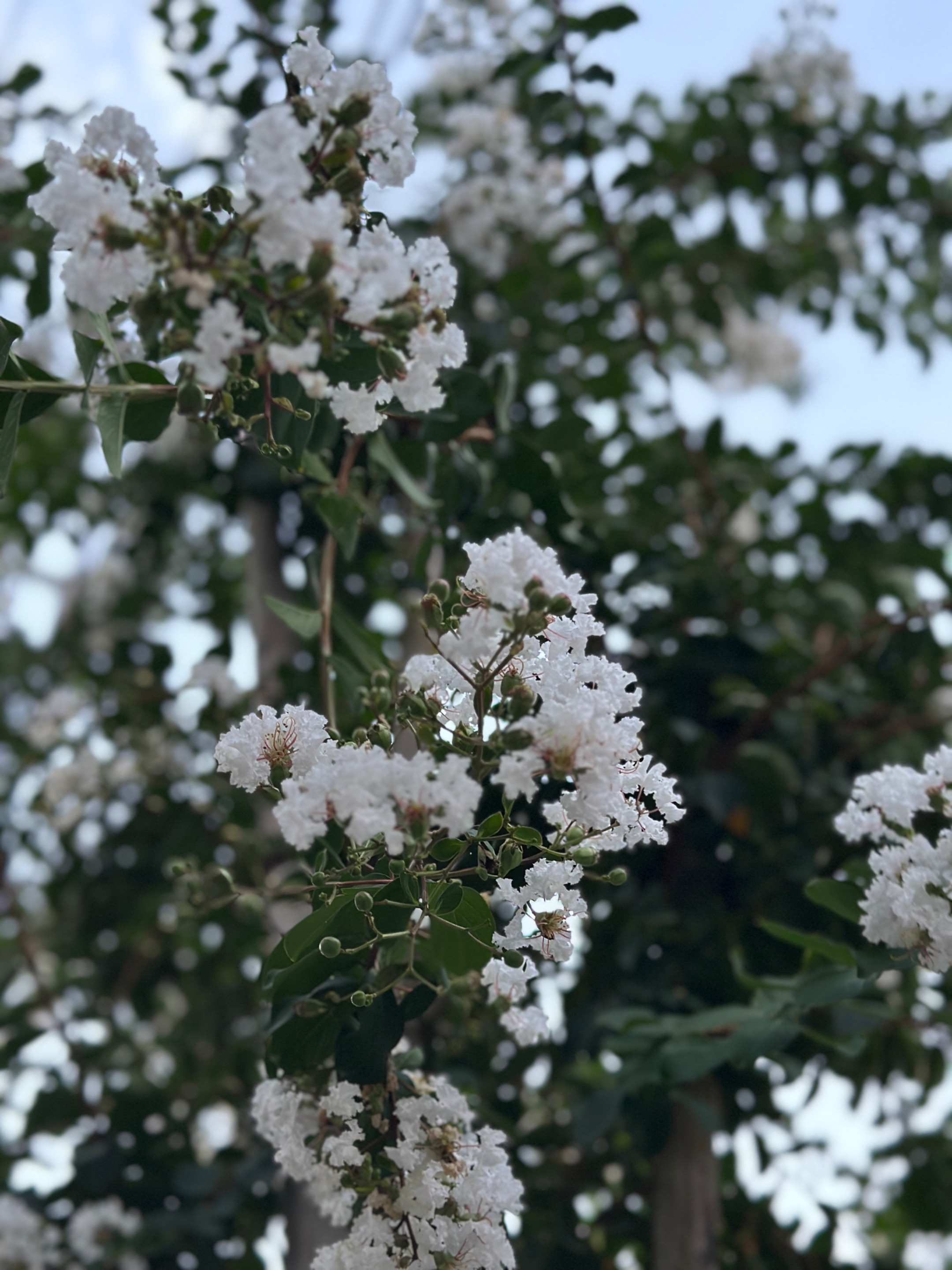 IMG_9033.jpeg
