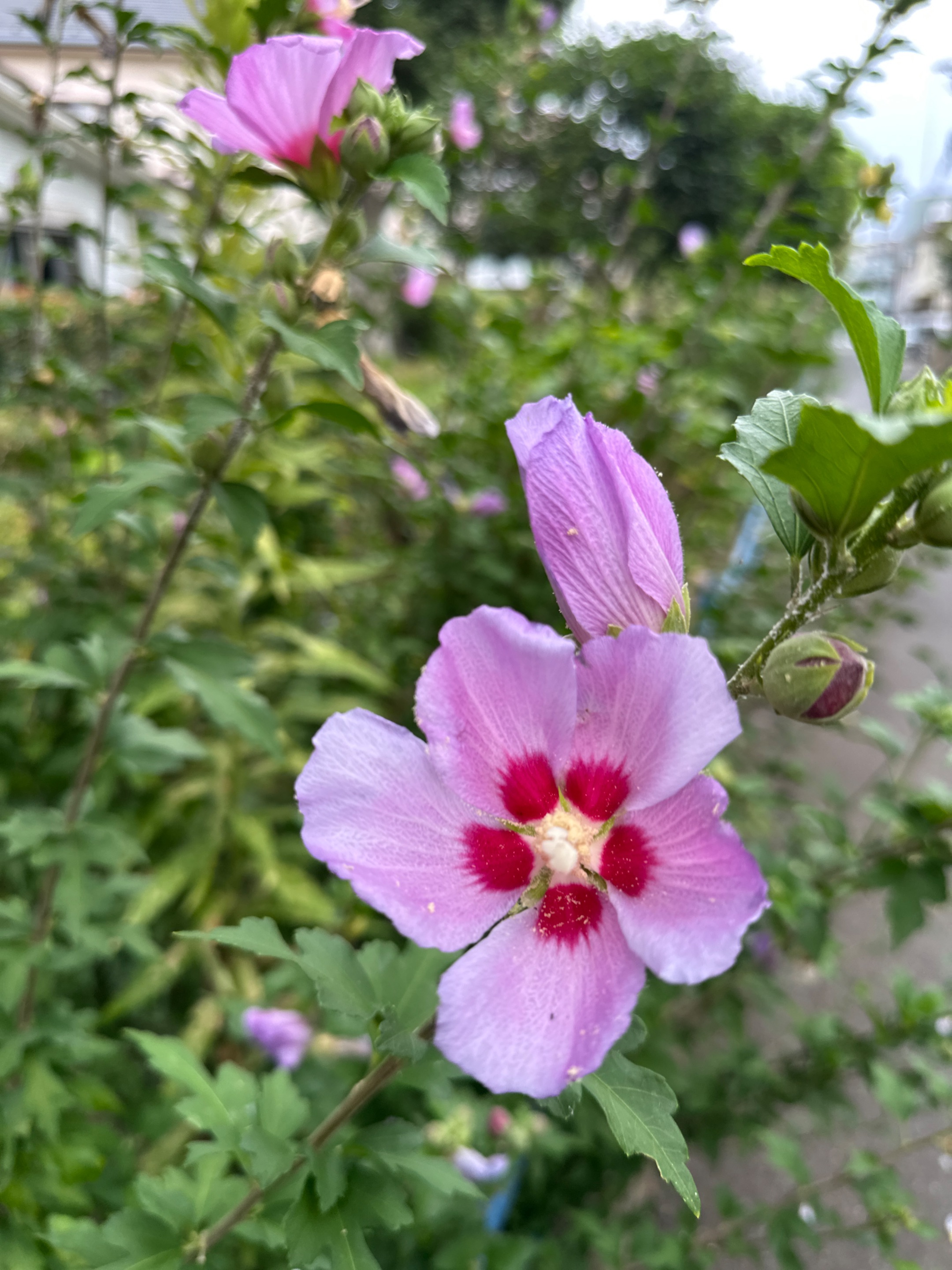 IMG_8320.jpeg