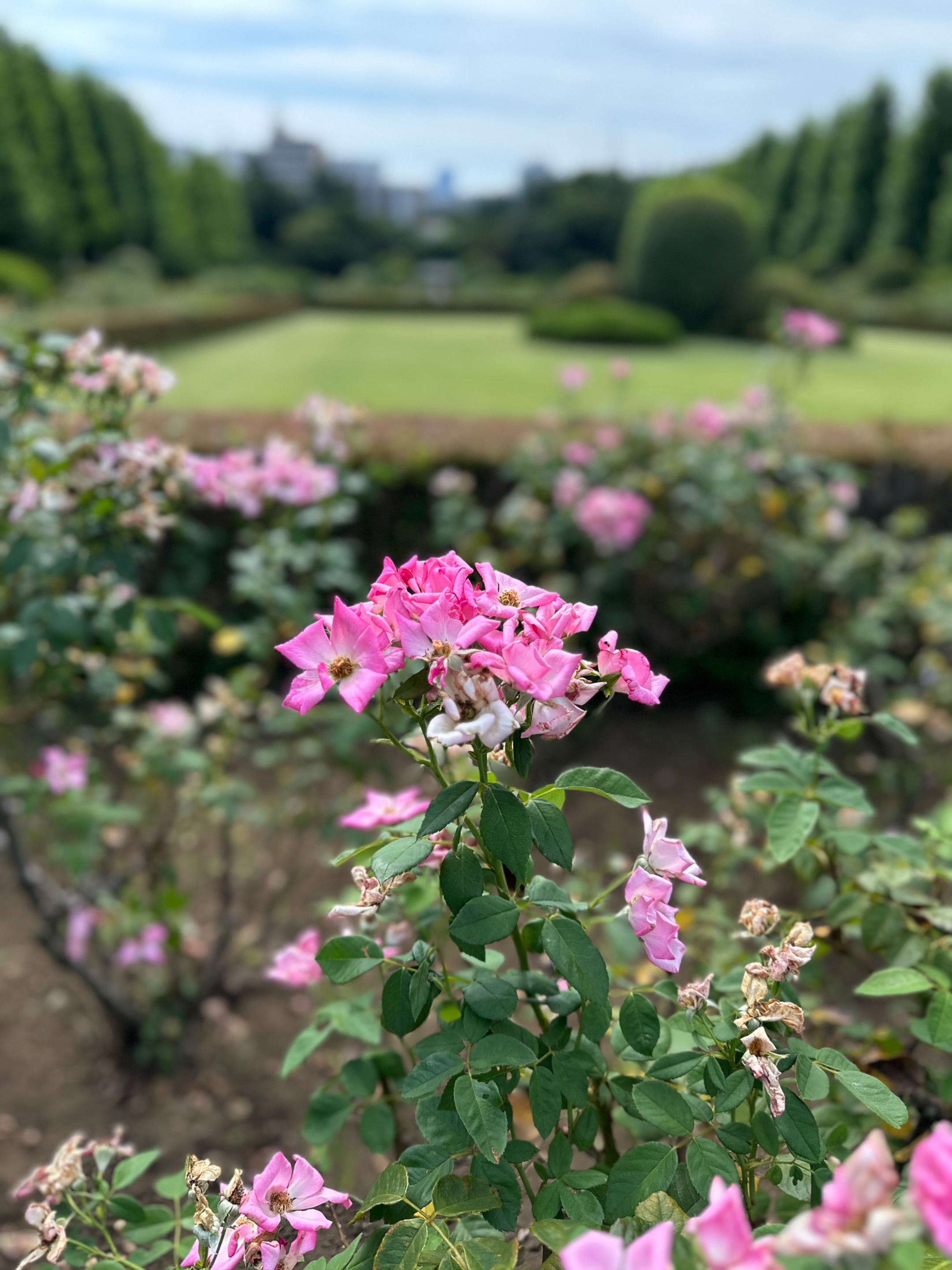 IMG_8570.jpeg