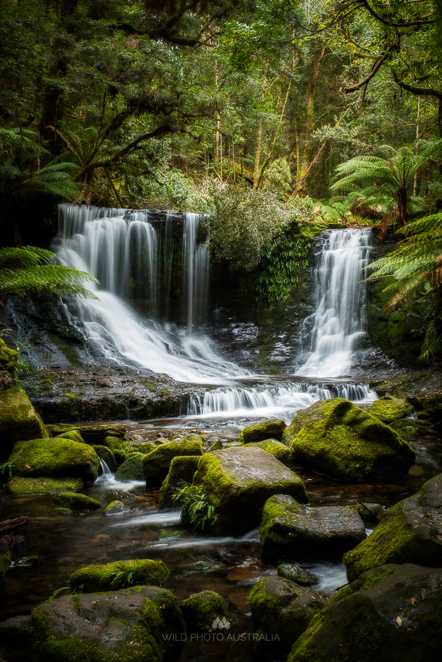 DSC_0742-1 orton2.jpg