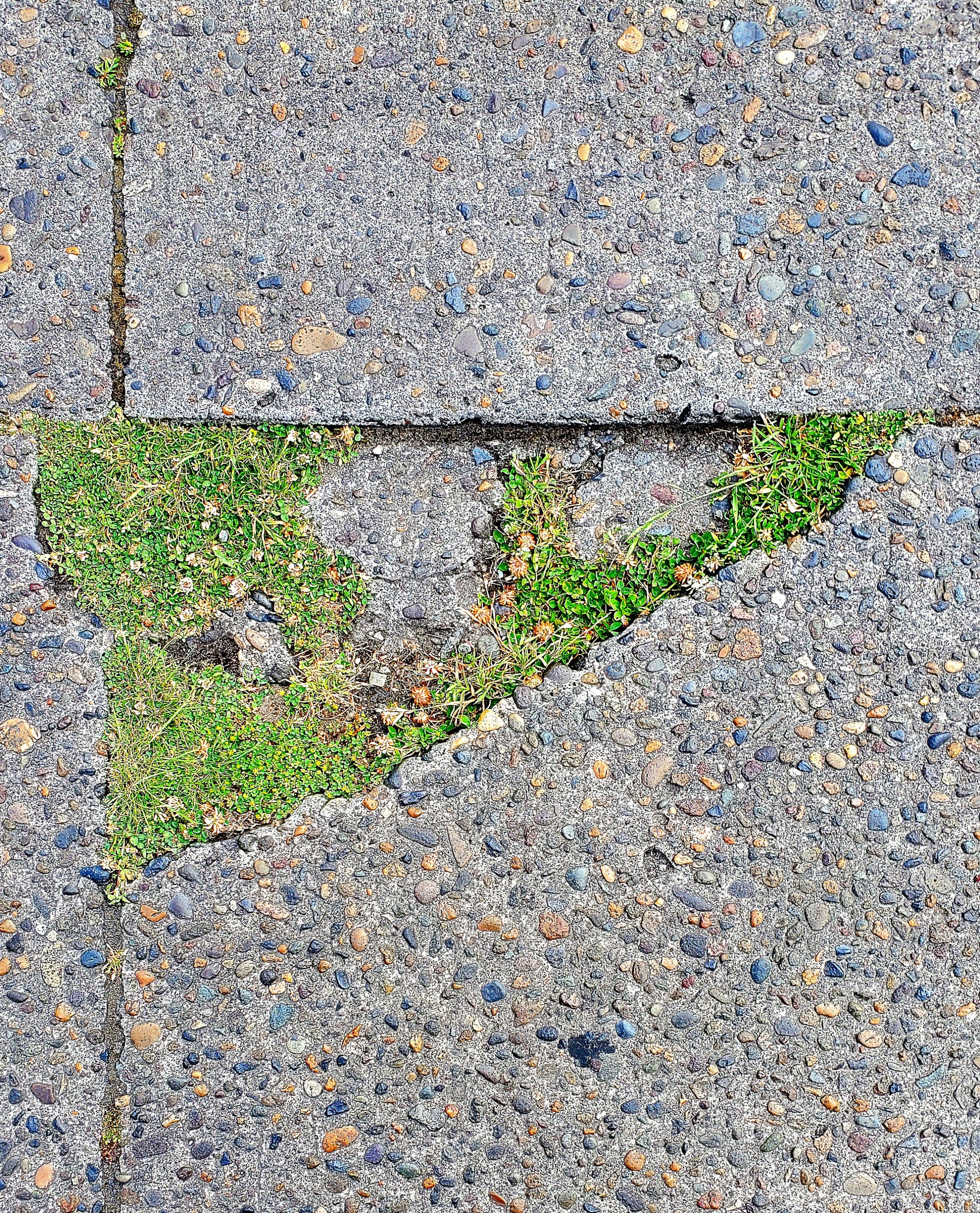 nature taking the streets back (jun 2025).jpg