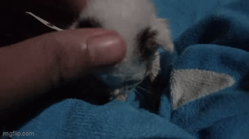 Chipi.gif