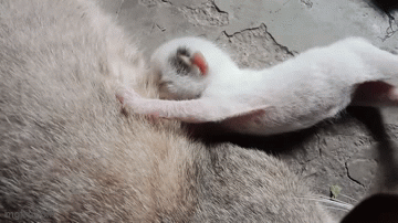 adming.gif