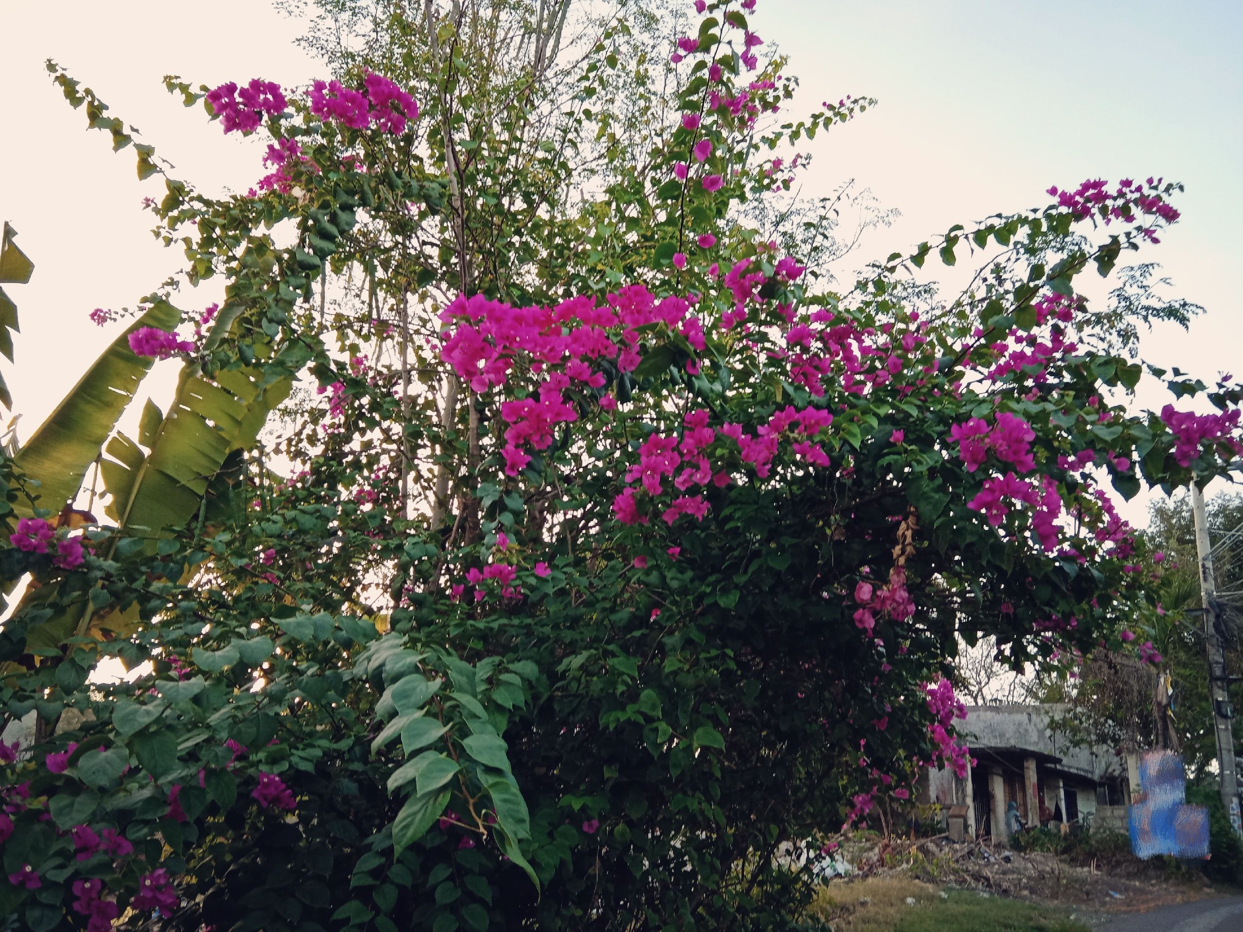 IMG_20250430_181106.jpg