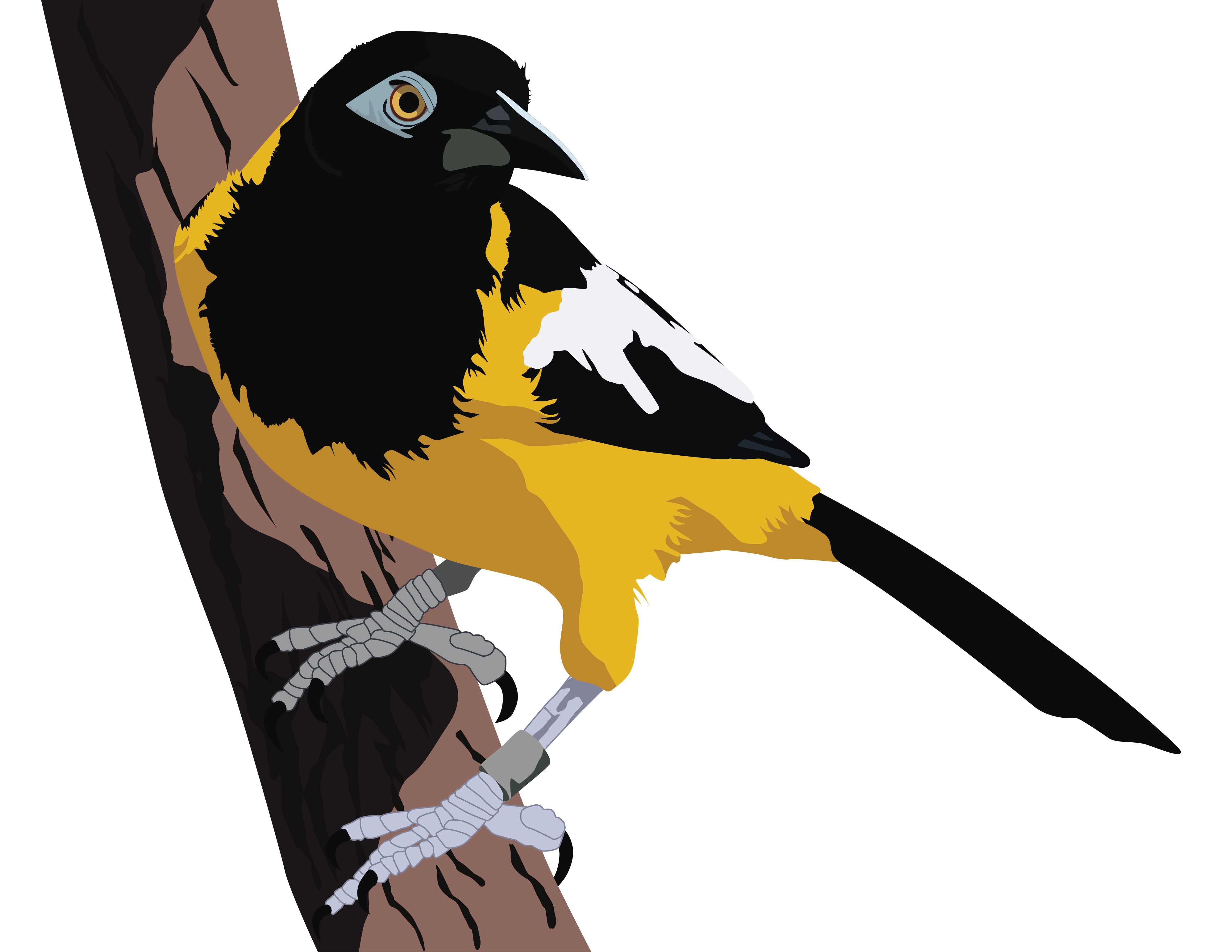 turpial201.png