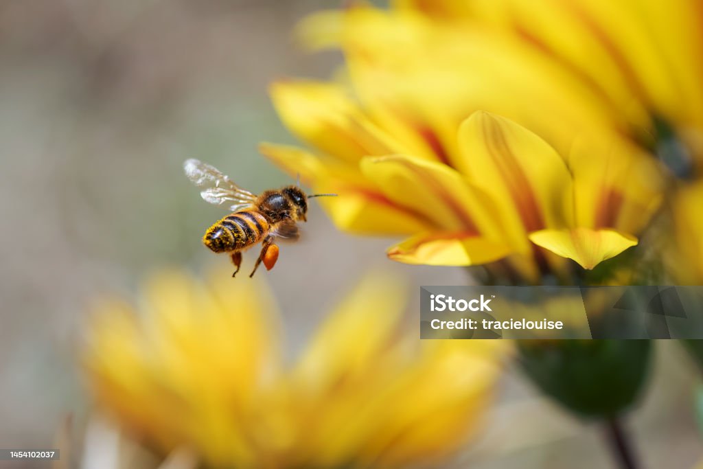 istockphoto-1454102037-1024x1024.jpg