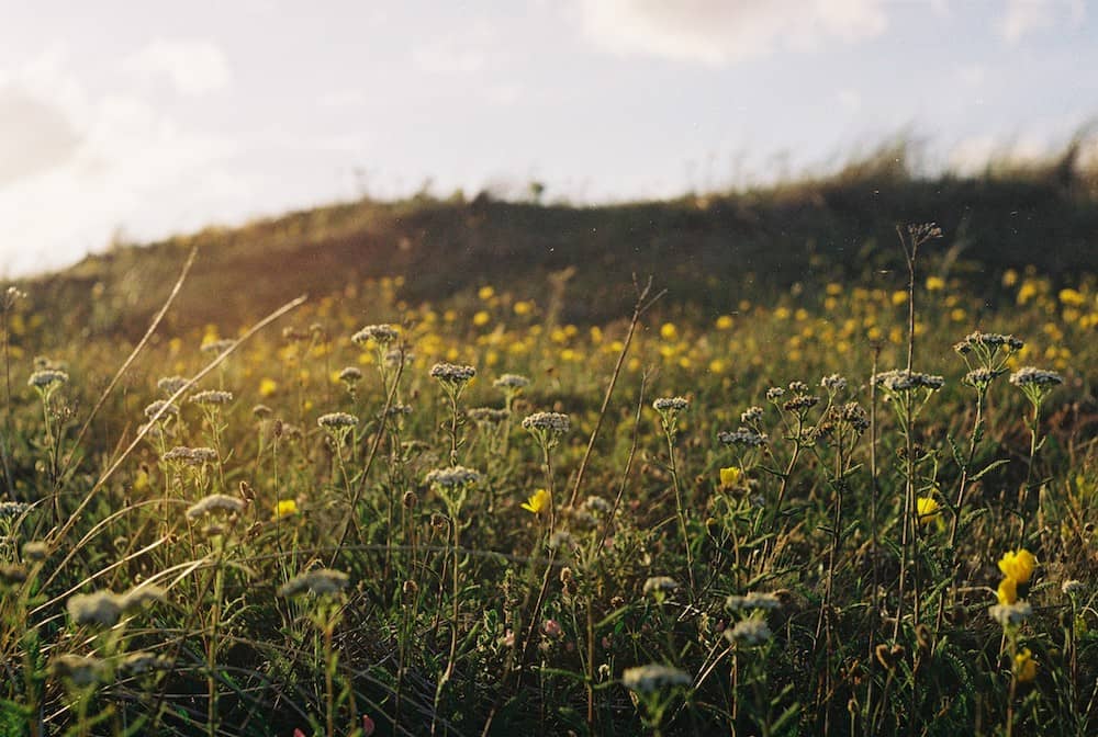 Summer field