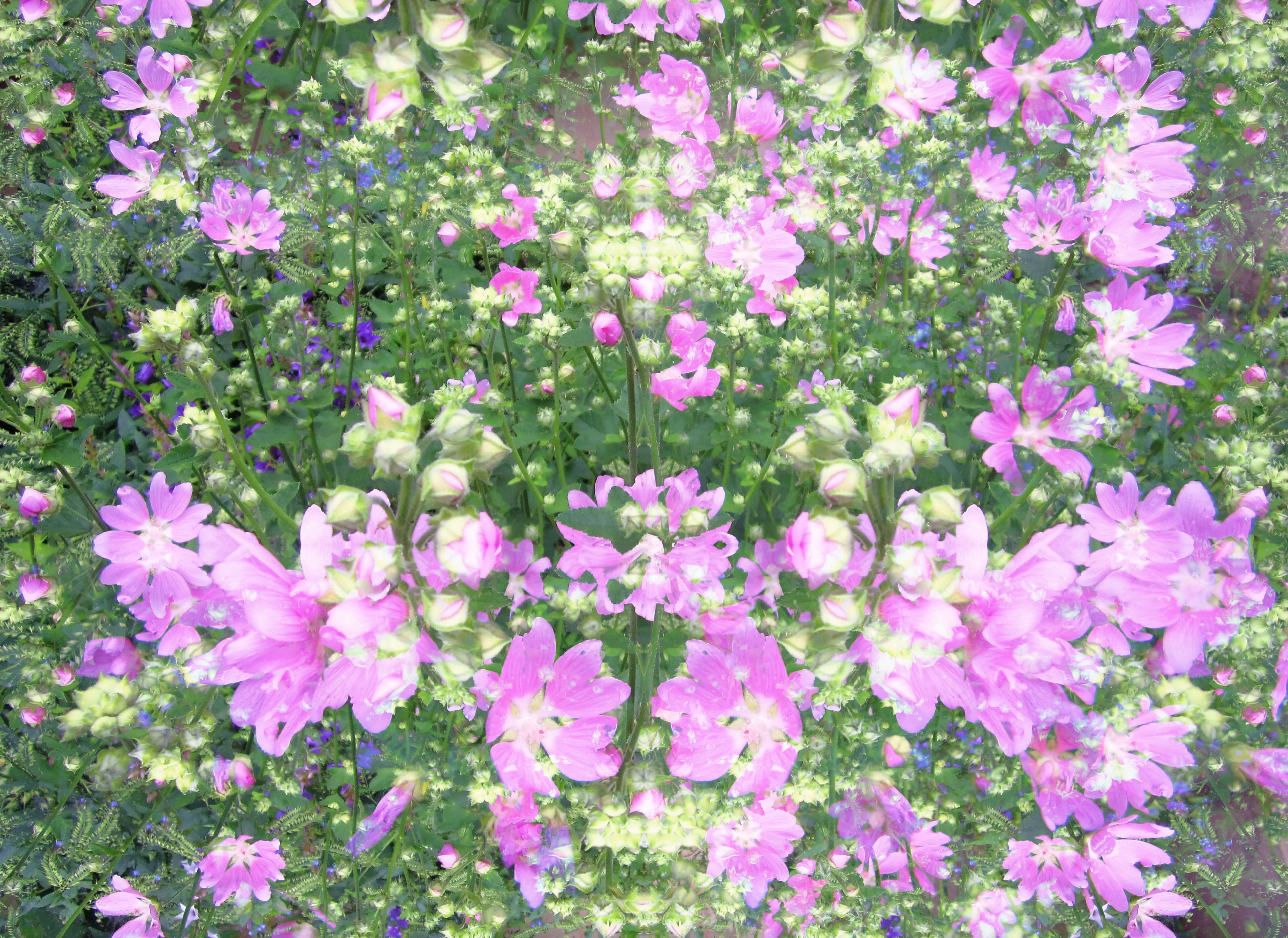 IMG_7240шшшш.jpg