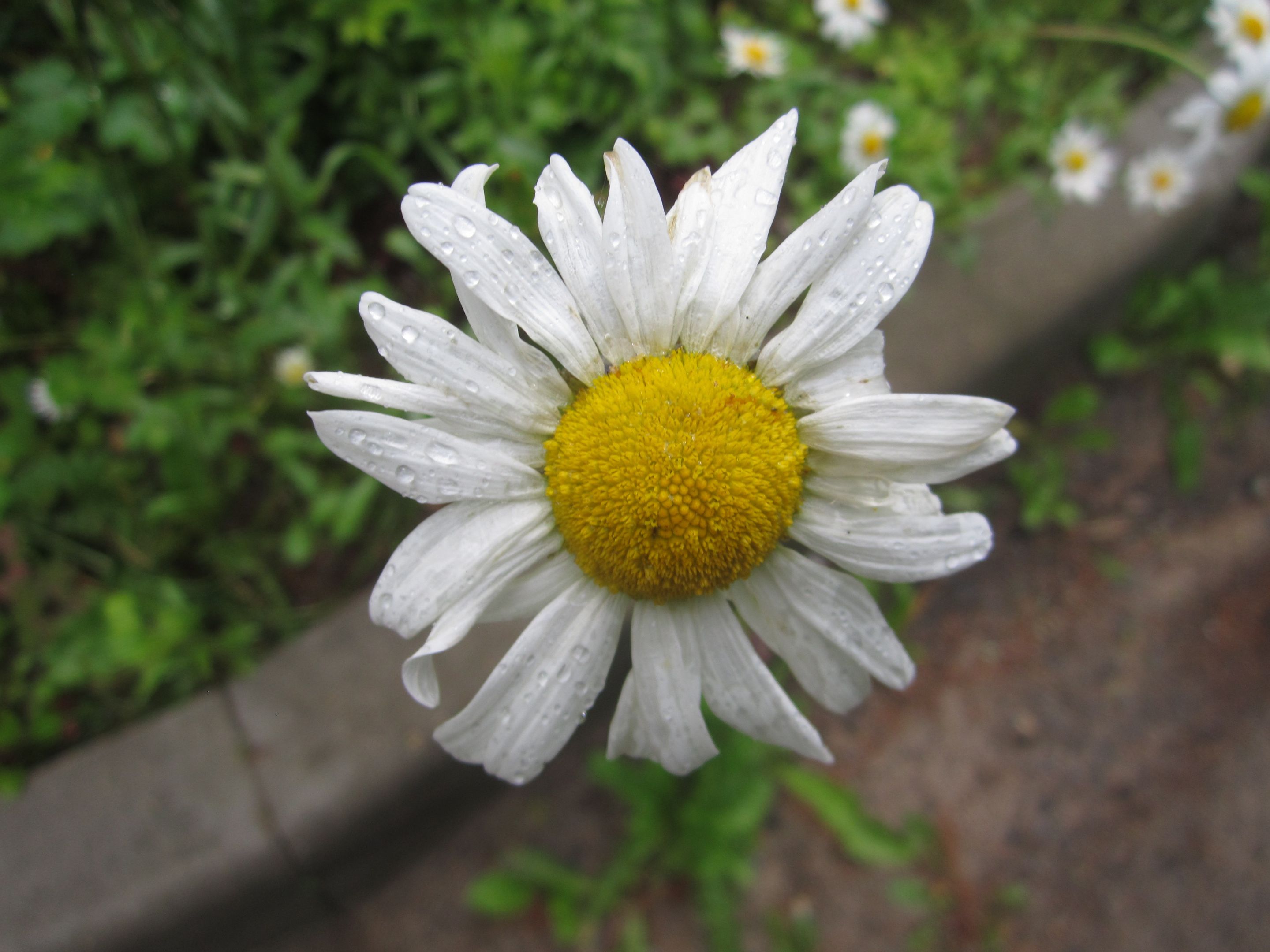 IMG_7043.JPG