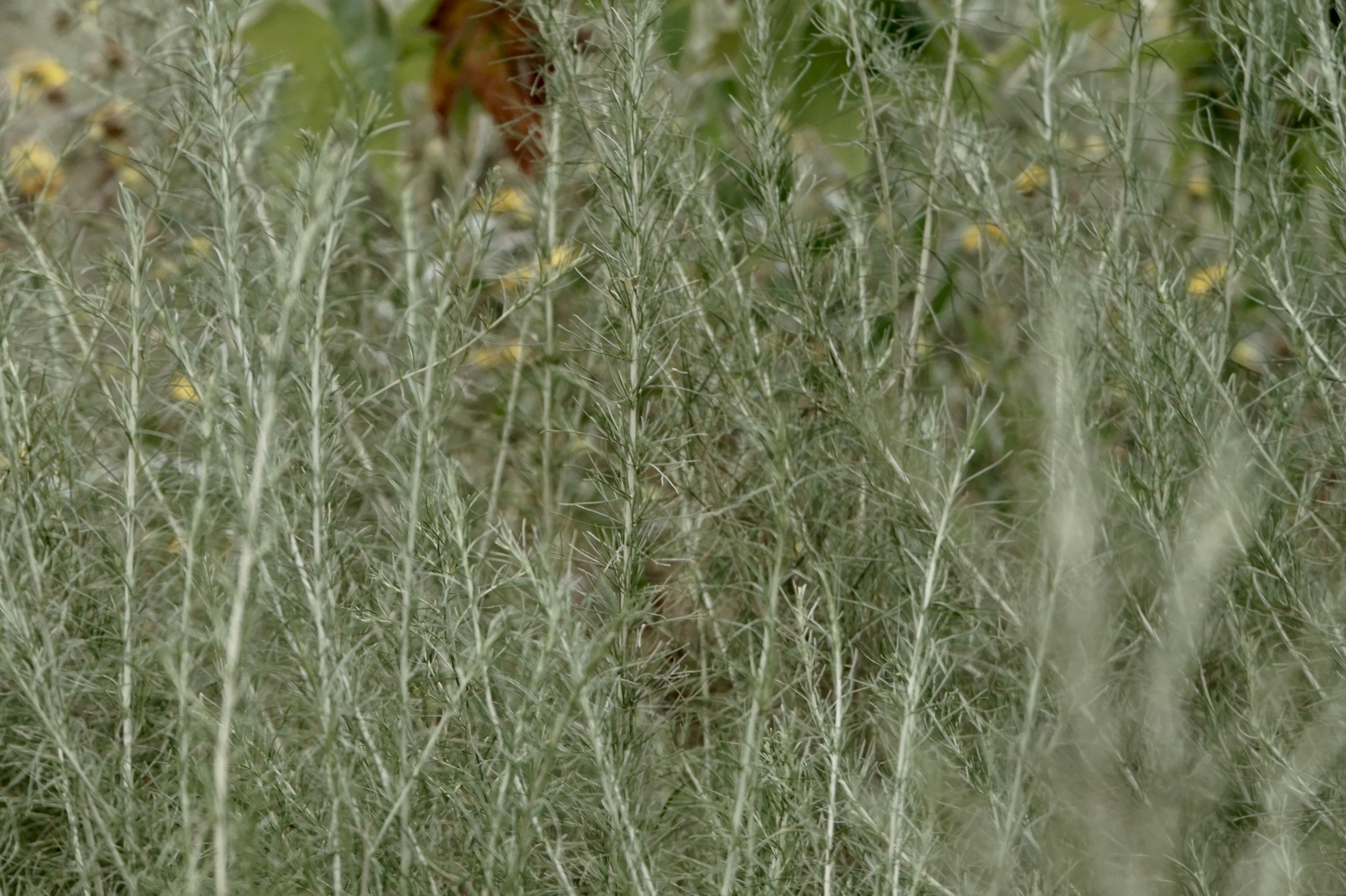 DSC05238.JPG