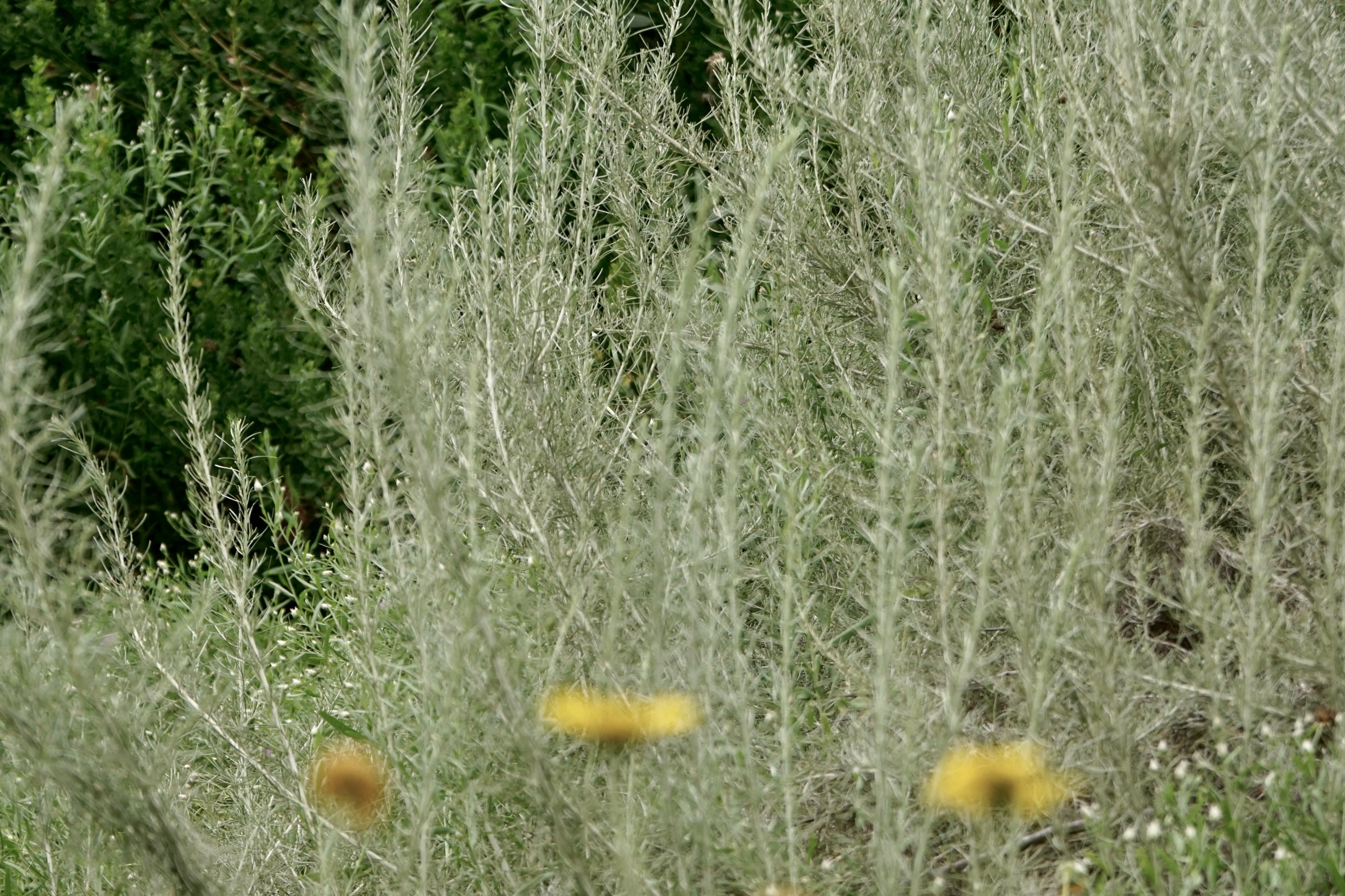 DSC05244.JPG