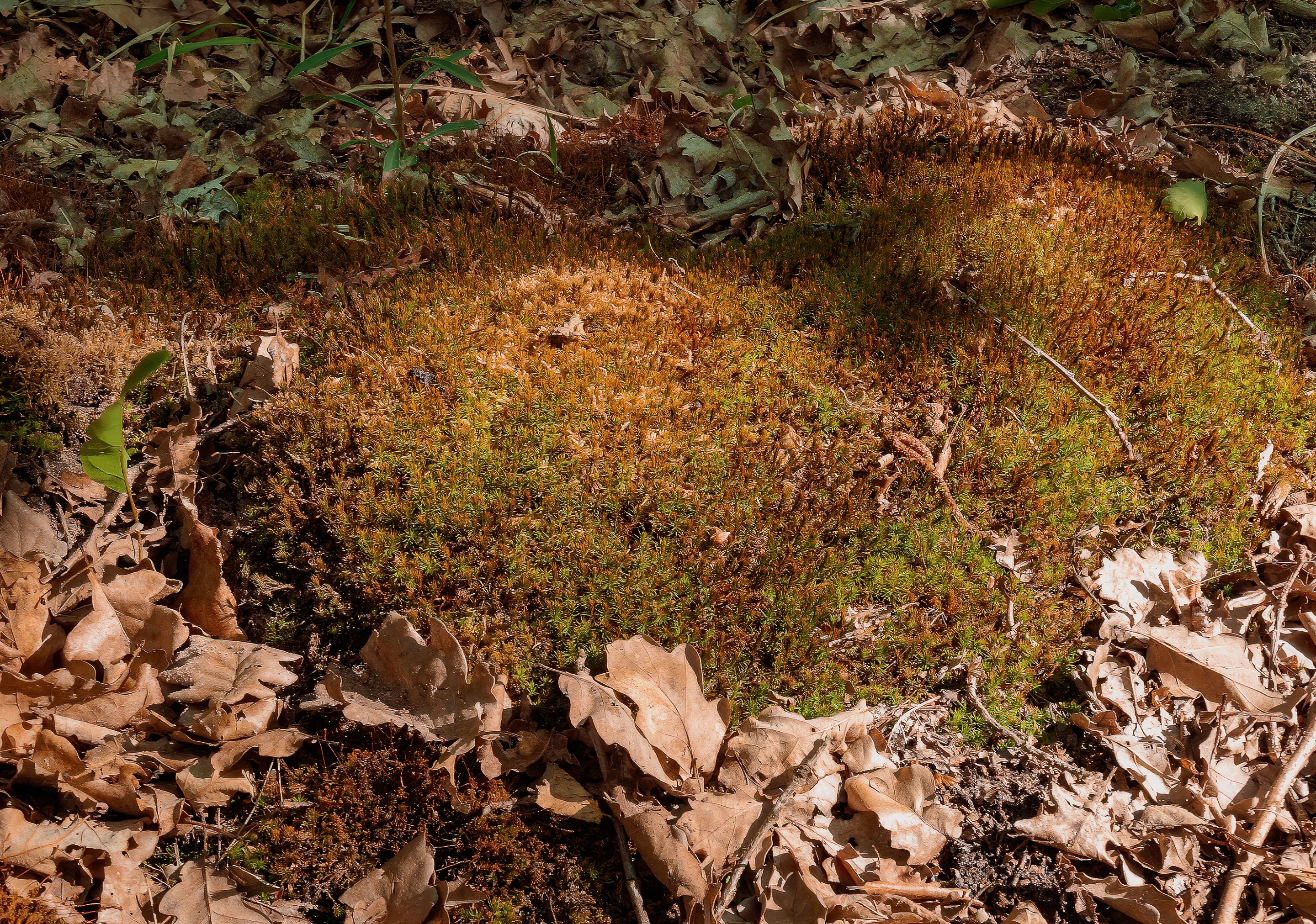 Moss in the forest and dry leaves-1.jpg