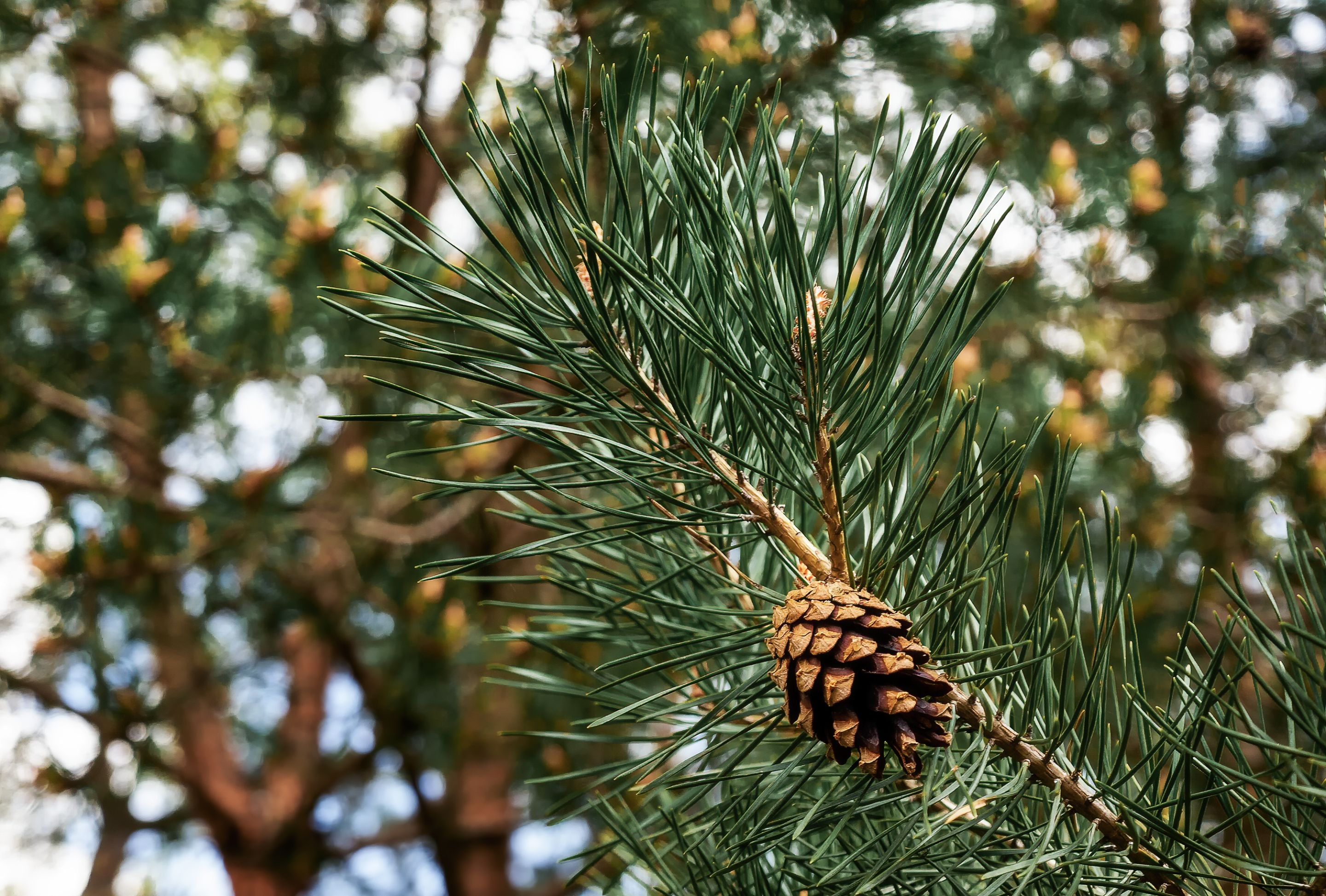 pine cone detailed photo, from spring walk-1.jpg