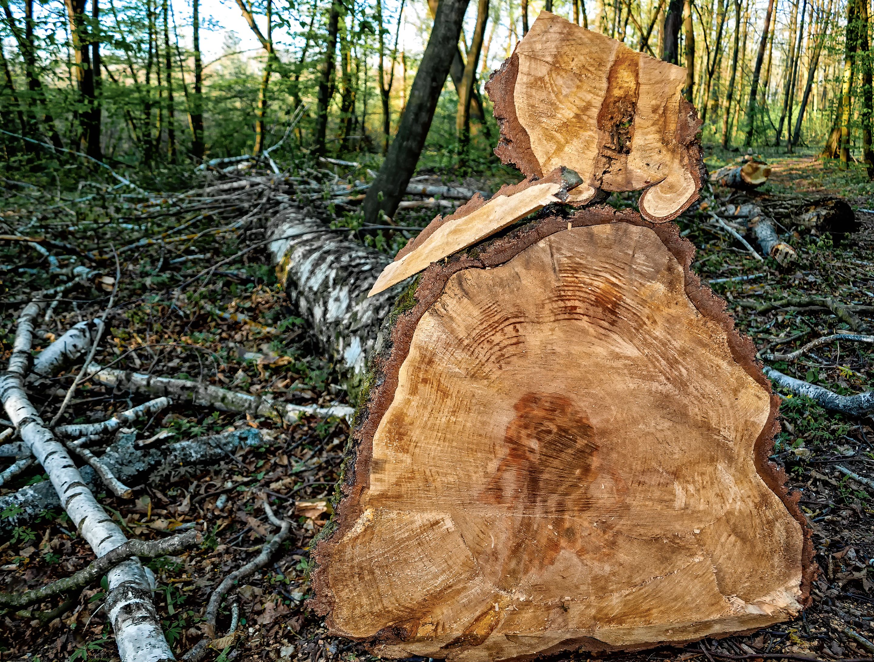 Logging, felled birch.jpg