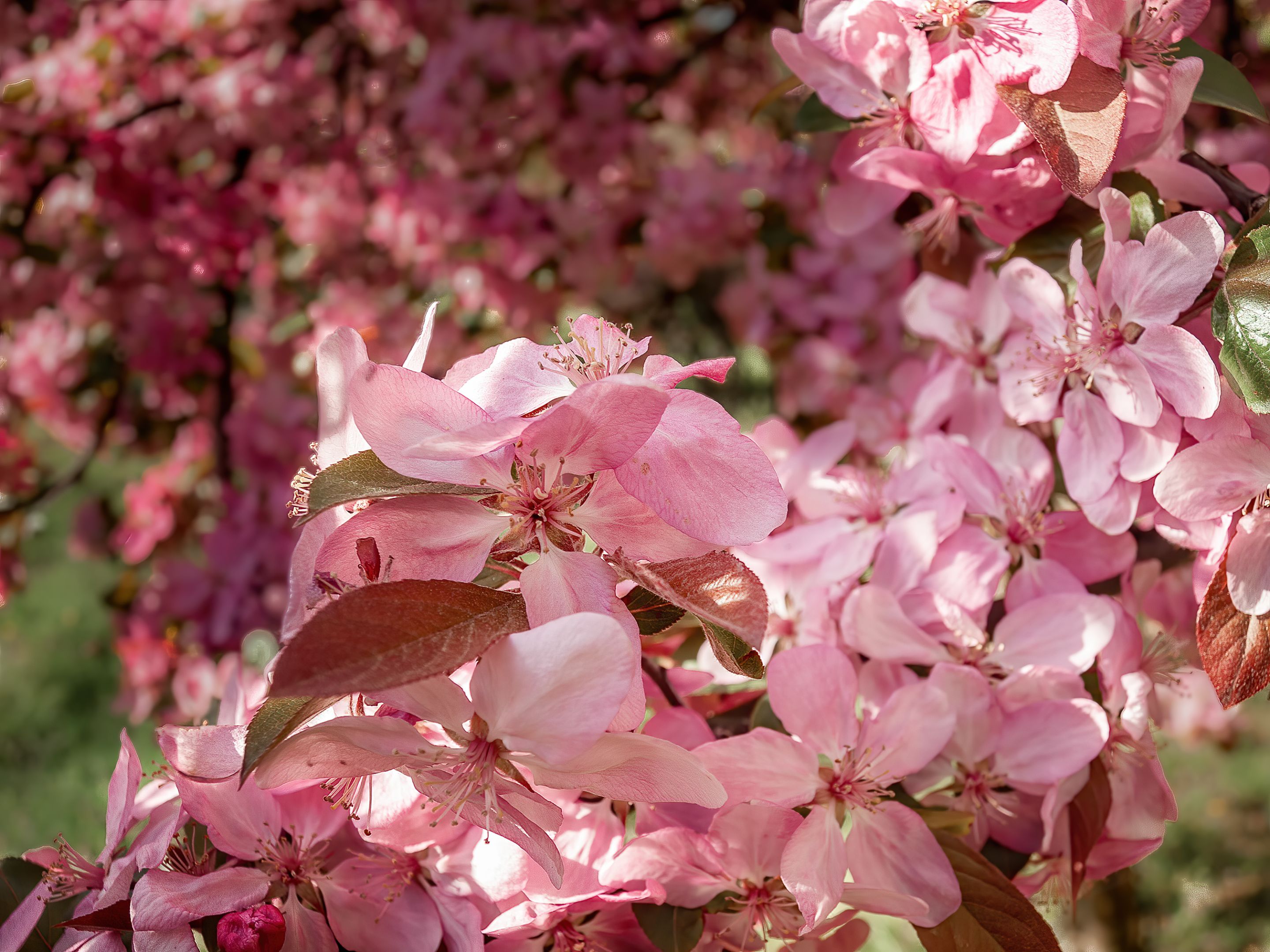 Flowering sakura, the detail of the flowers of the tree, which blooms perhaps the most beautiful colors-1.jpg