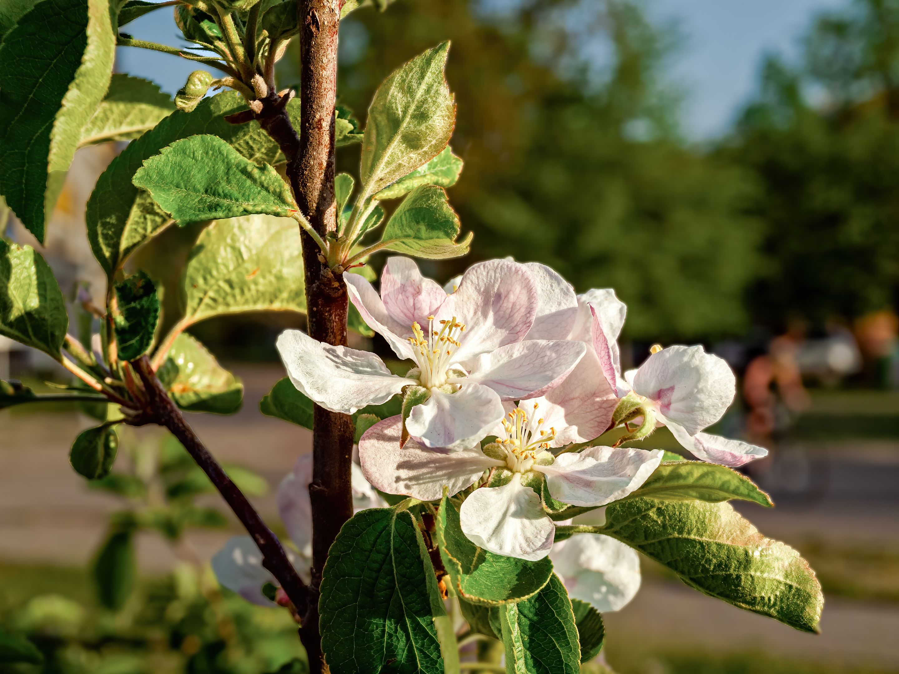 Flowering apple tree flower detail on urban background-1.jpg