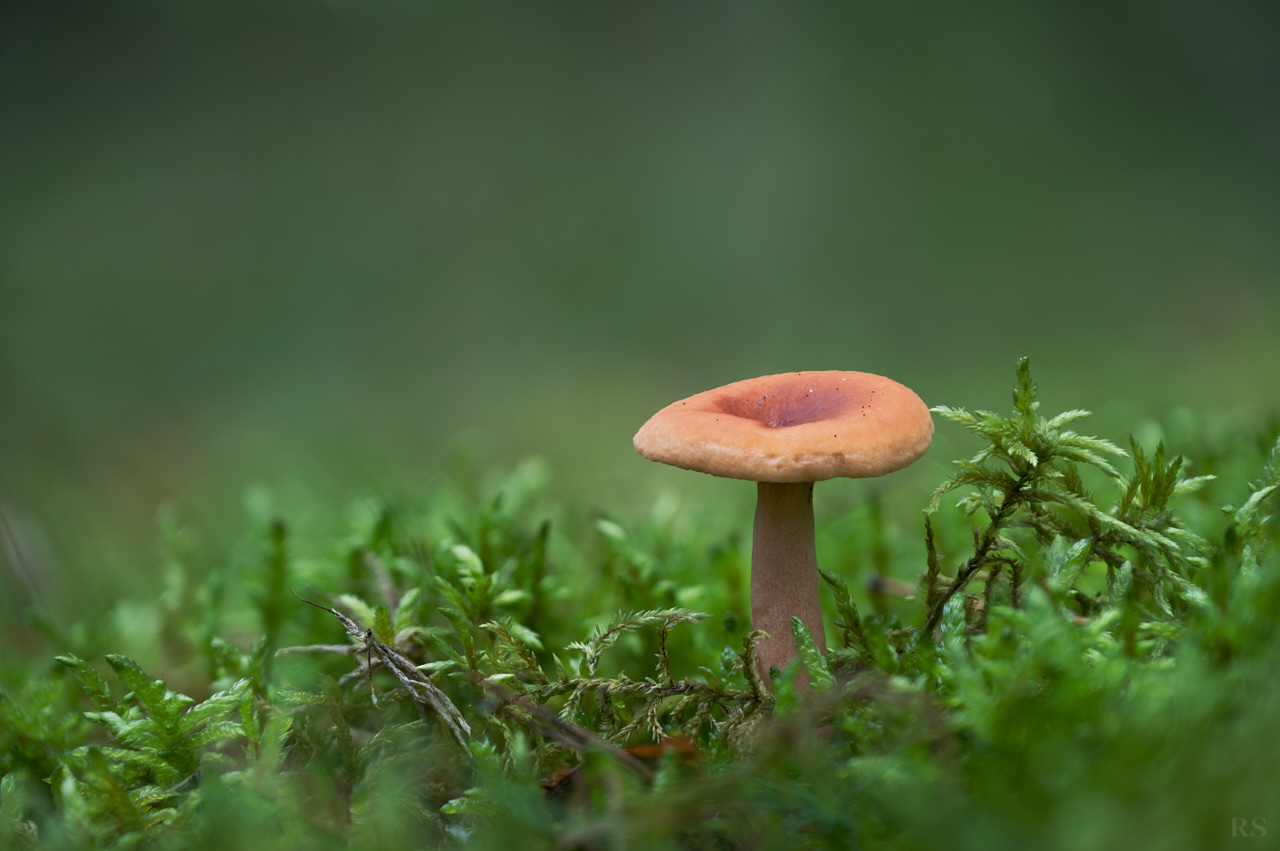 RSphotos-25-09-19-RSP_3315.jpg