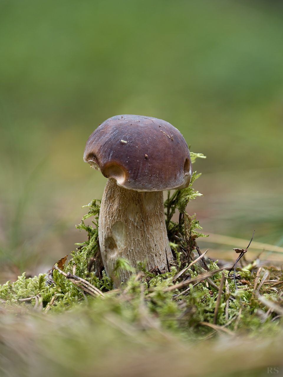 RSphotos-25-08-27-RSP_2962.jpg