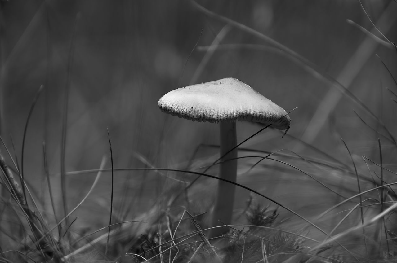 RSphotos-23-07-20-RSP_3429.jpg