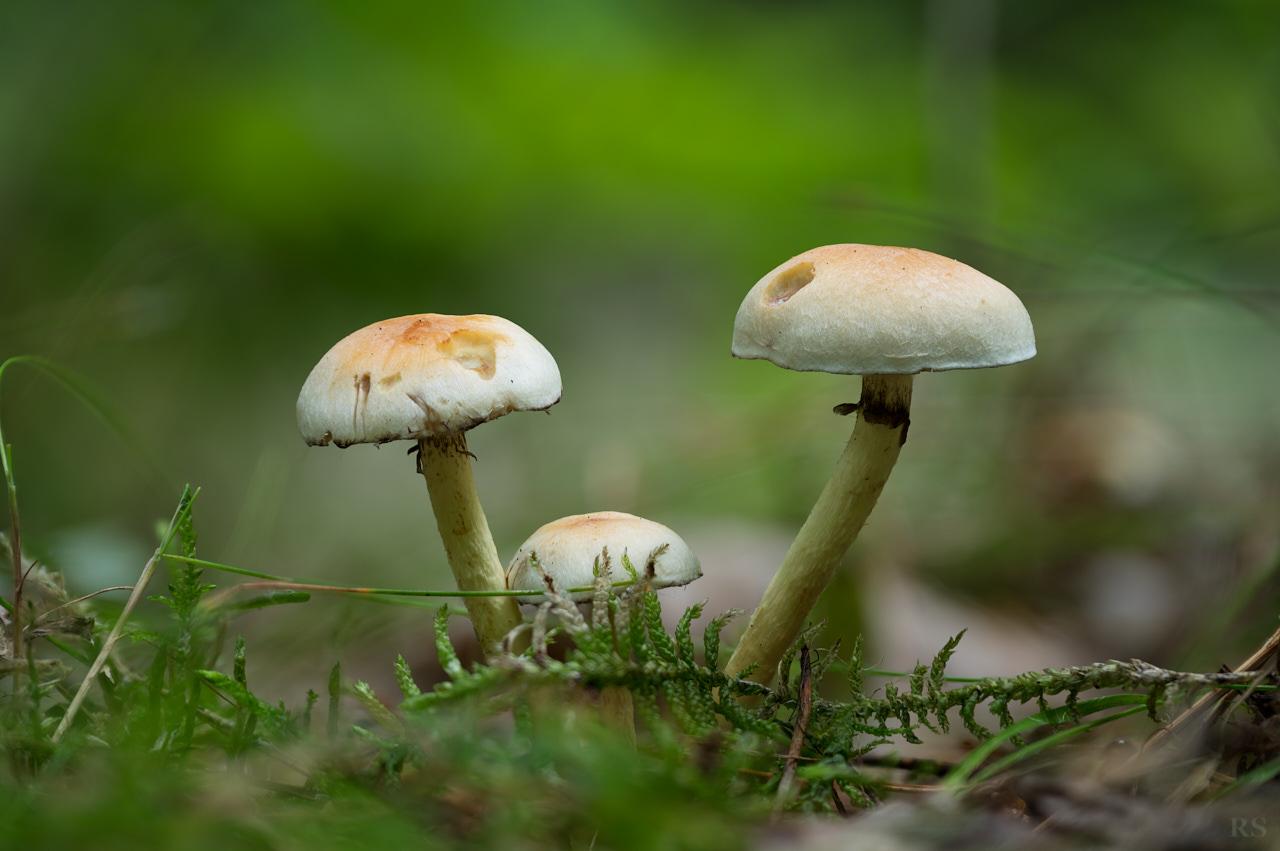 RSphotos-25-09-19-RSP_3399.jpg