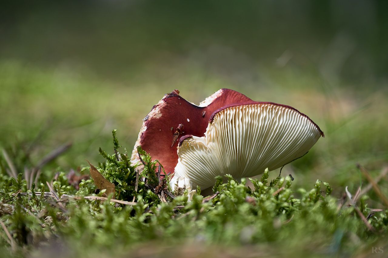 RSphotos-25-08-27-RSP_2938.jpg