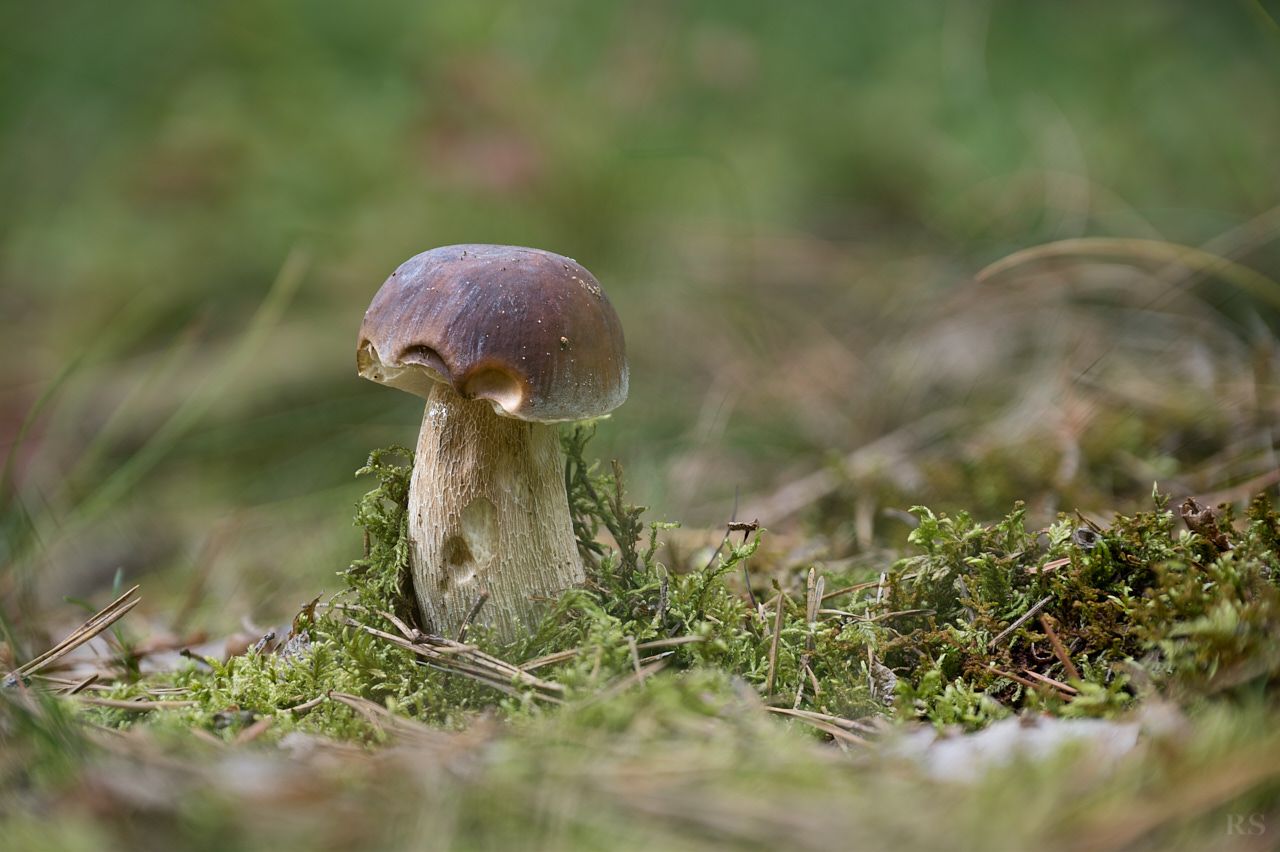 RSphotos-25-08-27-RSP_2986.jpg