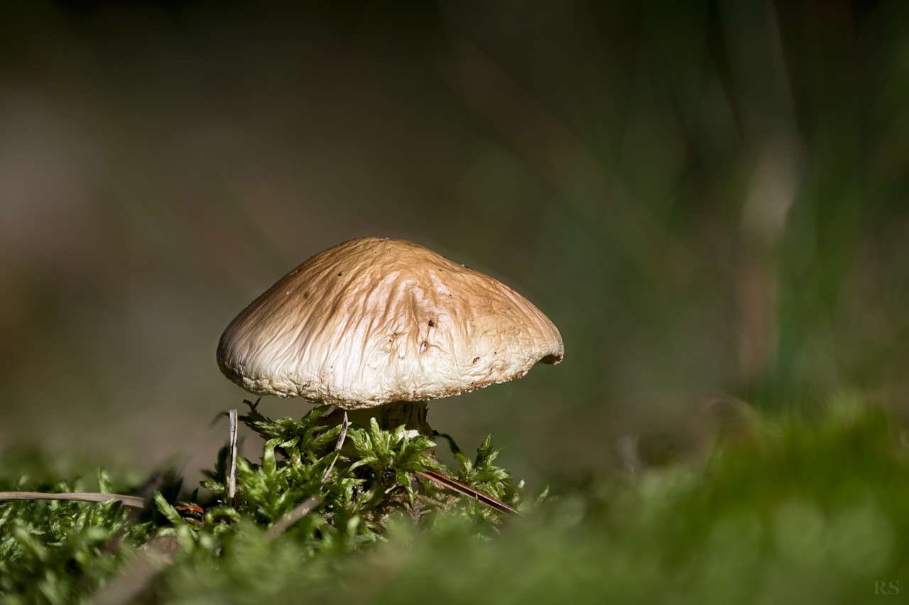 RSphotos-25-09-04-RSP_3058.jpg