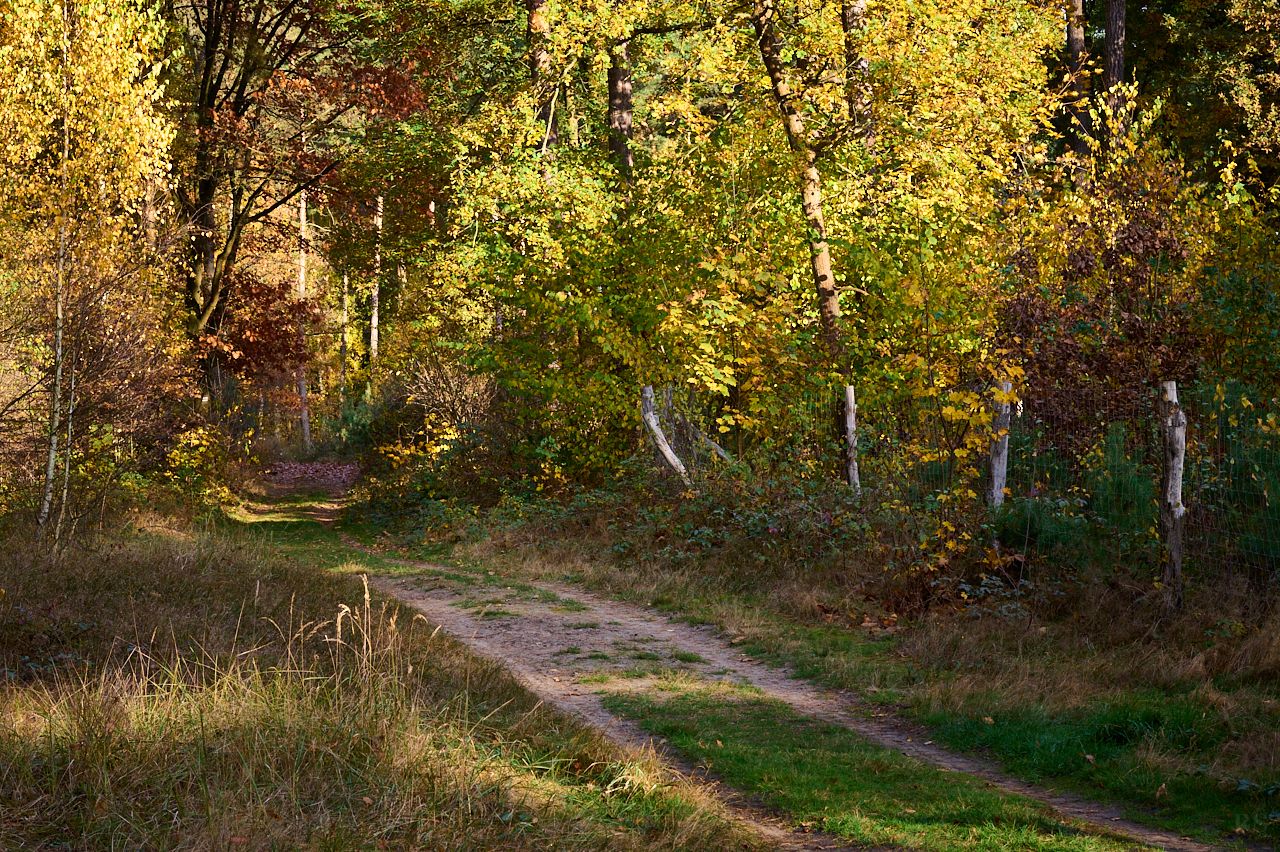 RSphotos-24-11-02-RSP_0229.jpg