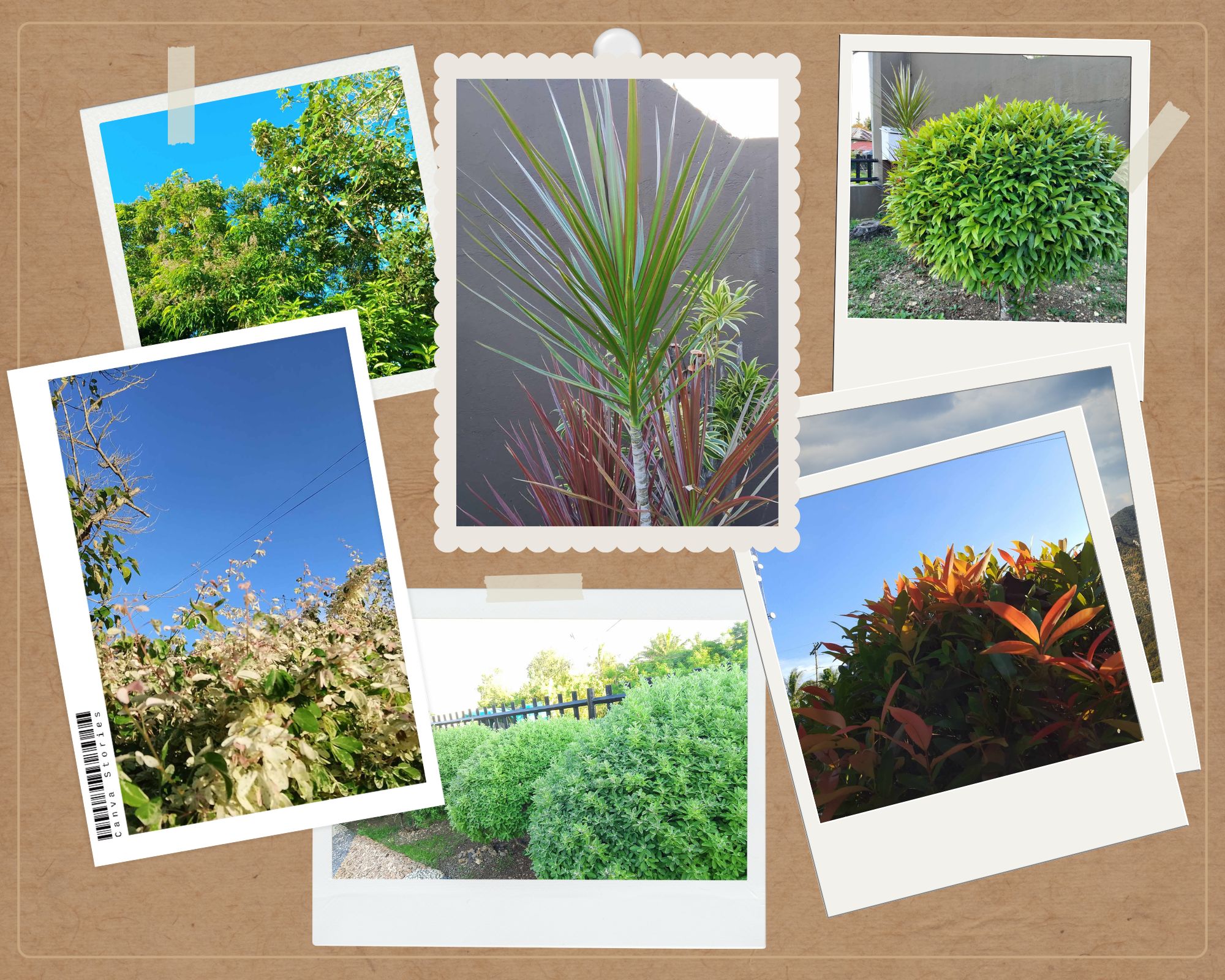 Brown Modern Nature Landscapes Photo Collage.png