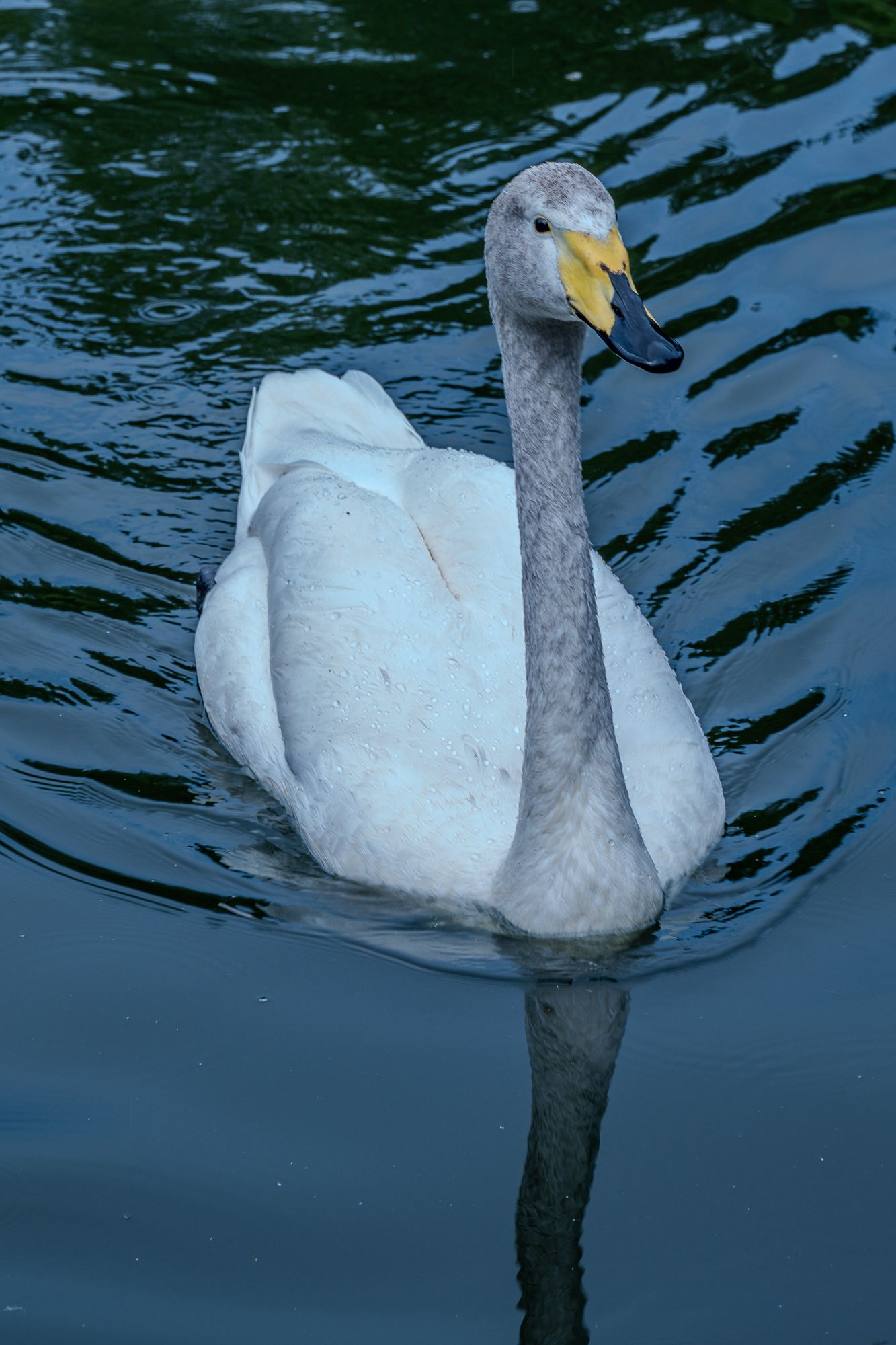 DSC05139.jpg