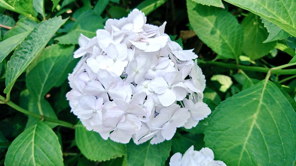 IMG_d4mh41.jpg