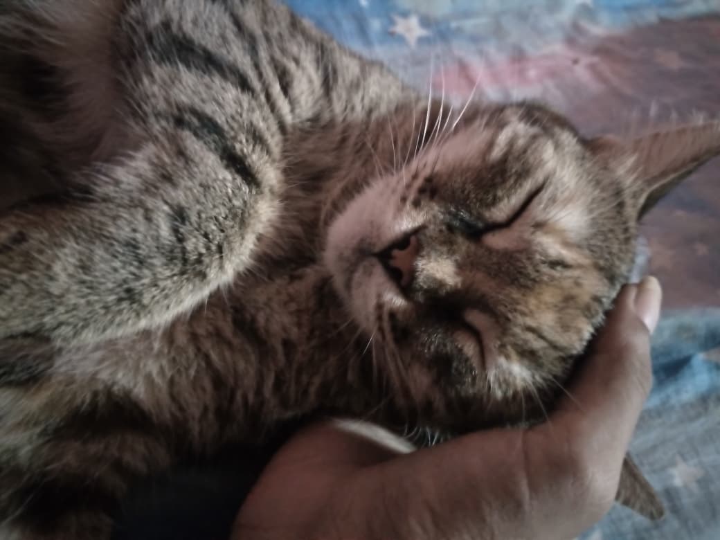 WhatsApp Image 2025-11-01 at 6.49.25 PM.jpeg