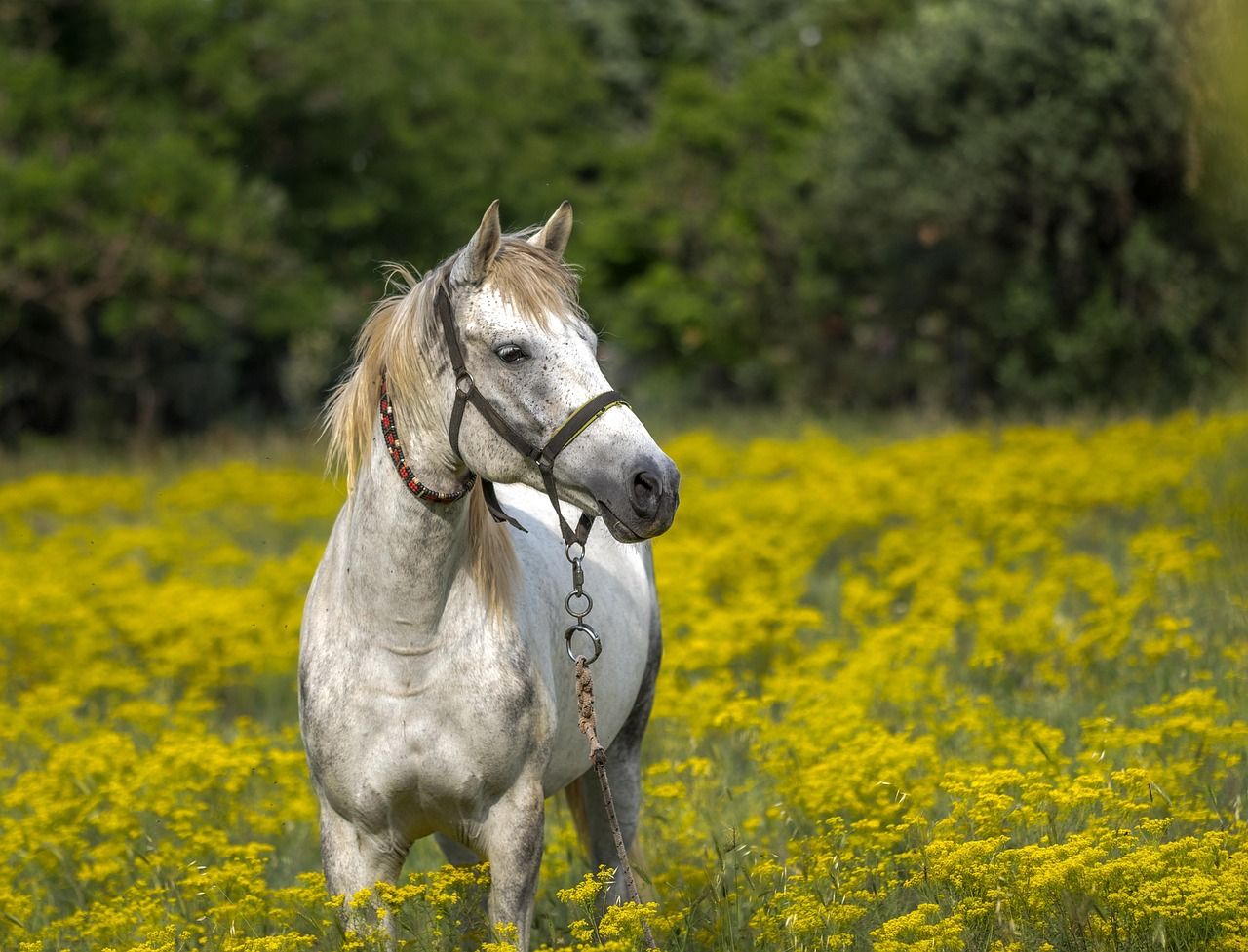 white-horse-3419146_1280.jpg