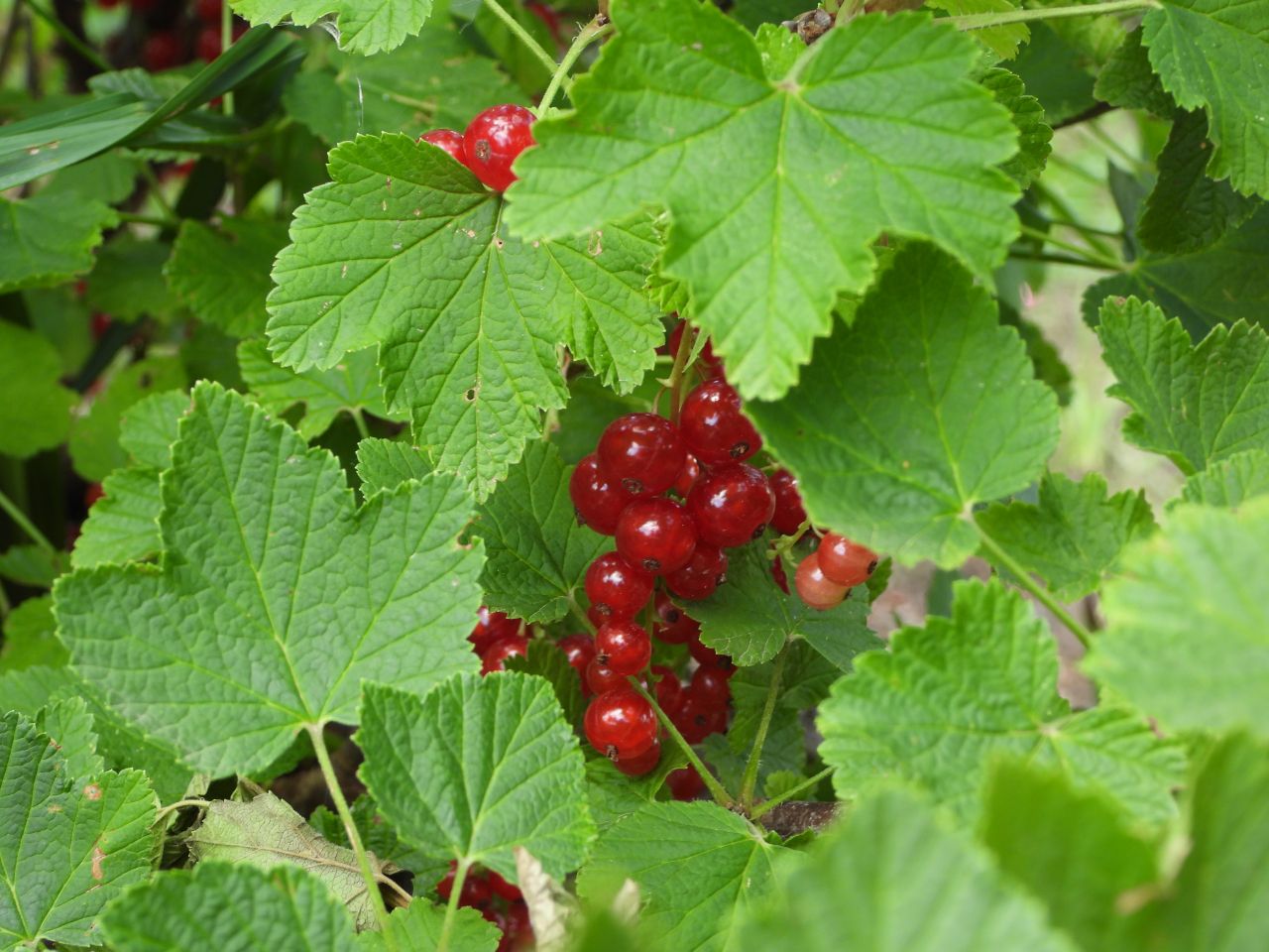 DSCN1136.JPG