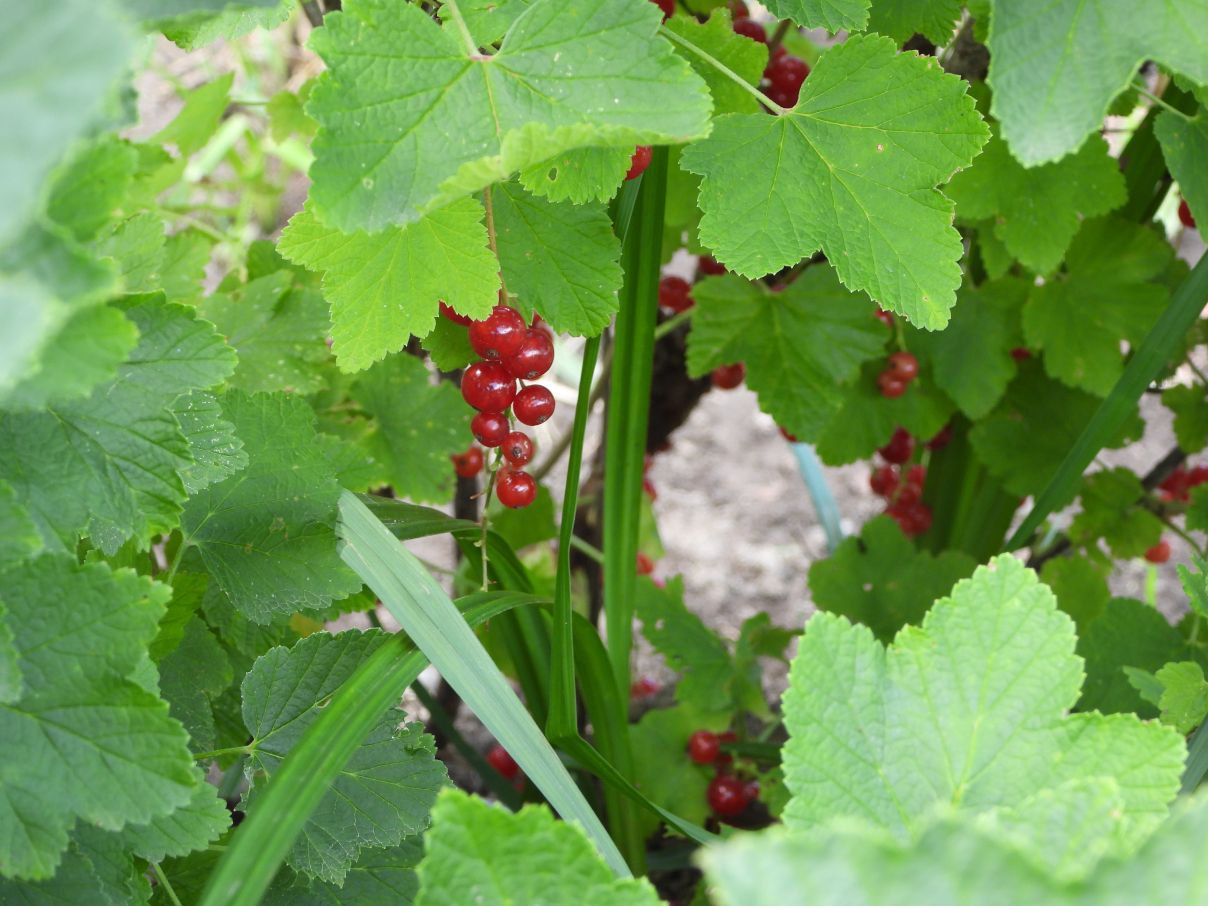 DSCN1134.JPG