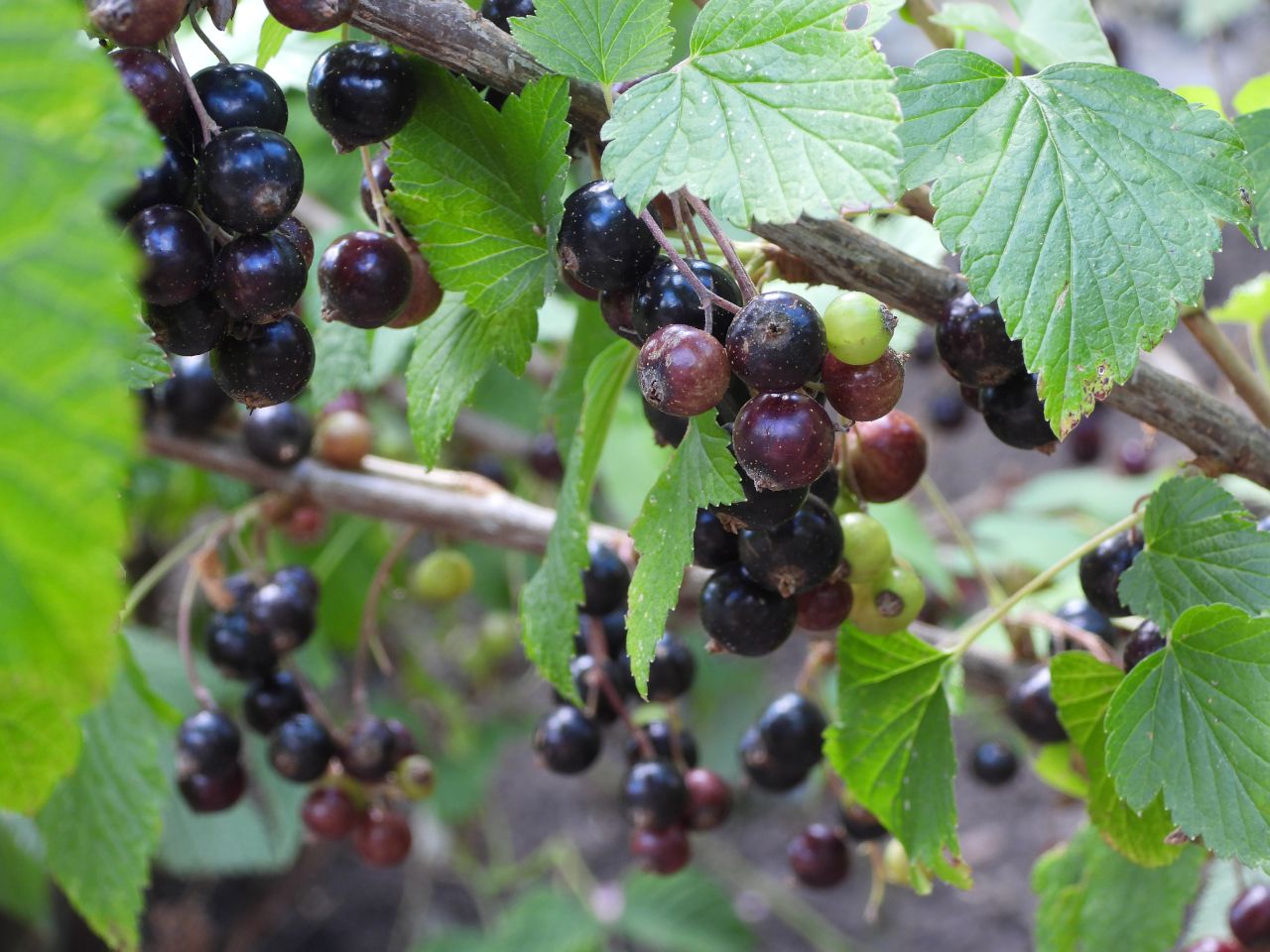 DSCN1138.JPG
