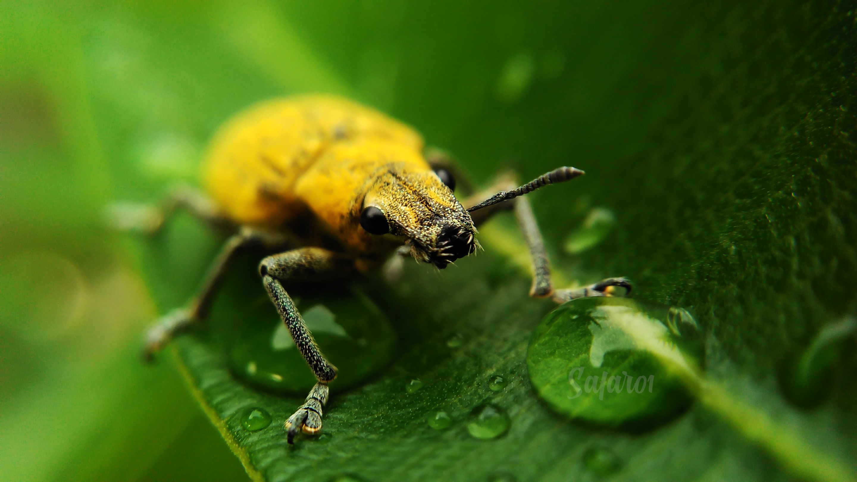 Yellow Bugs On bloomings.jpg