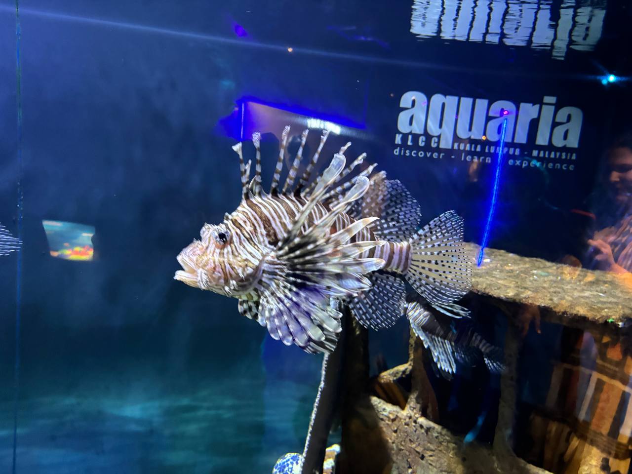 Aquaria 1