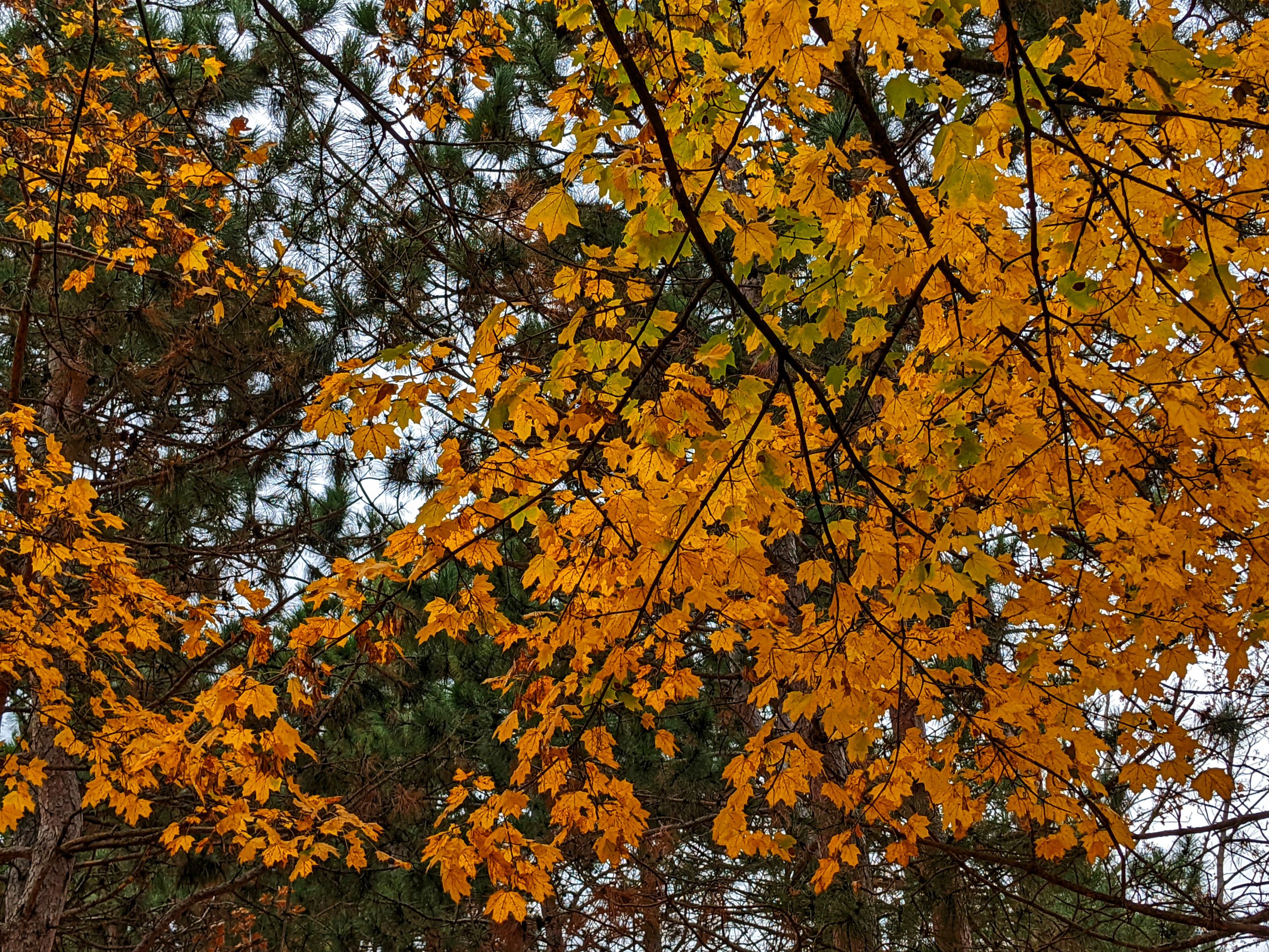 PXL_20221030_180244190_edited.jpeg