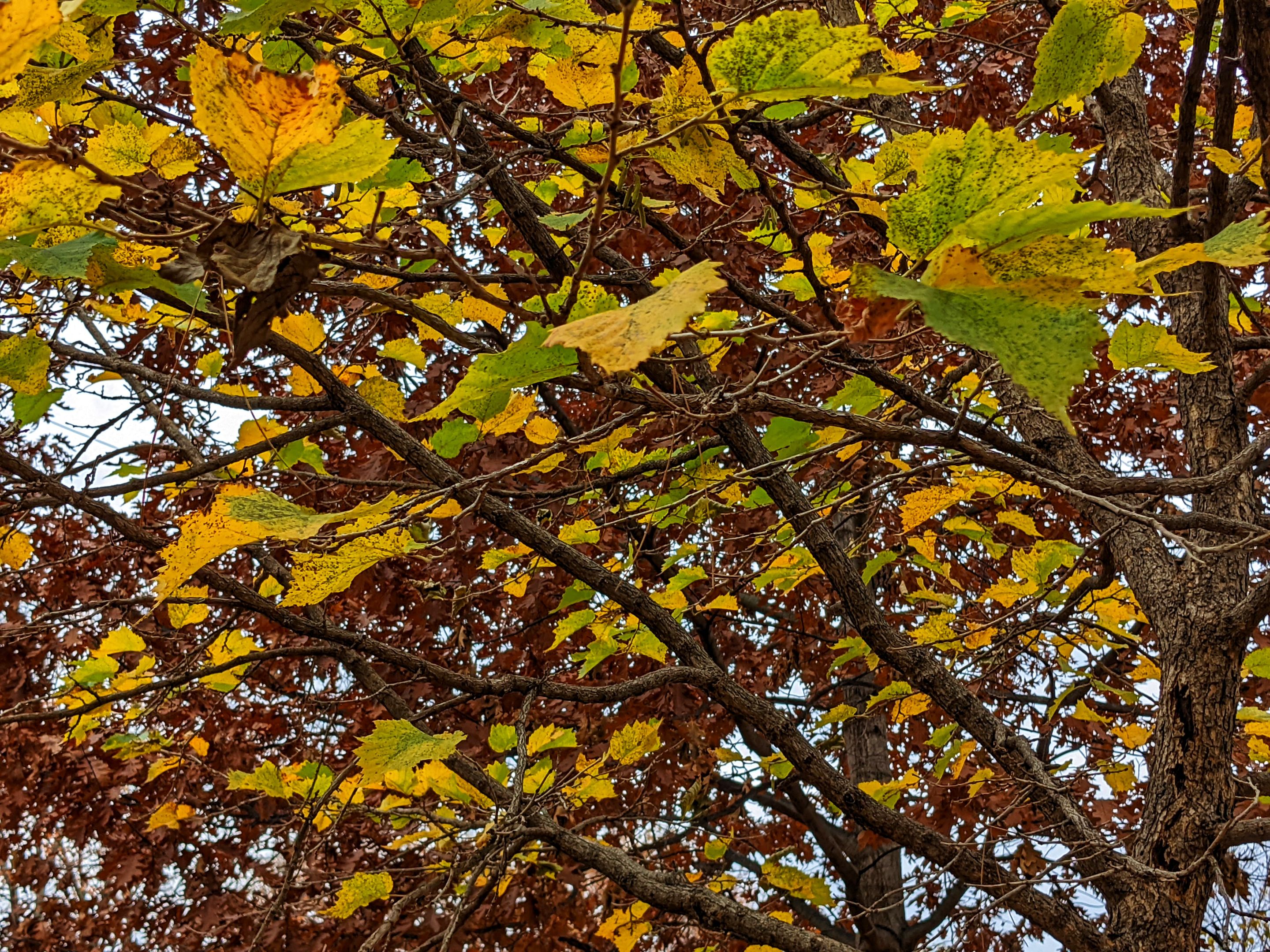 PXL_20221030_175931665_edited (1).jpeg