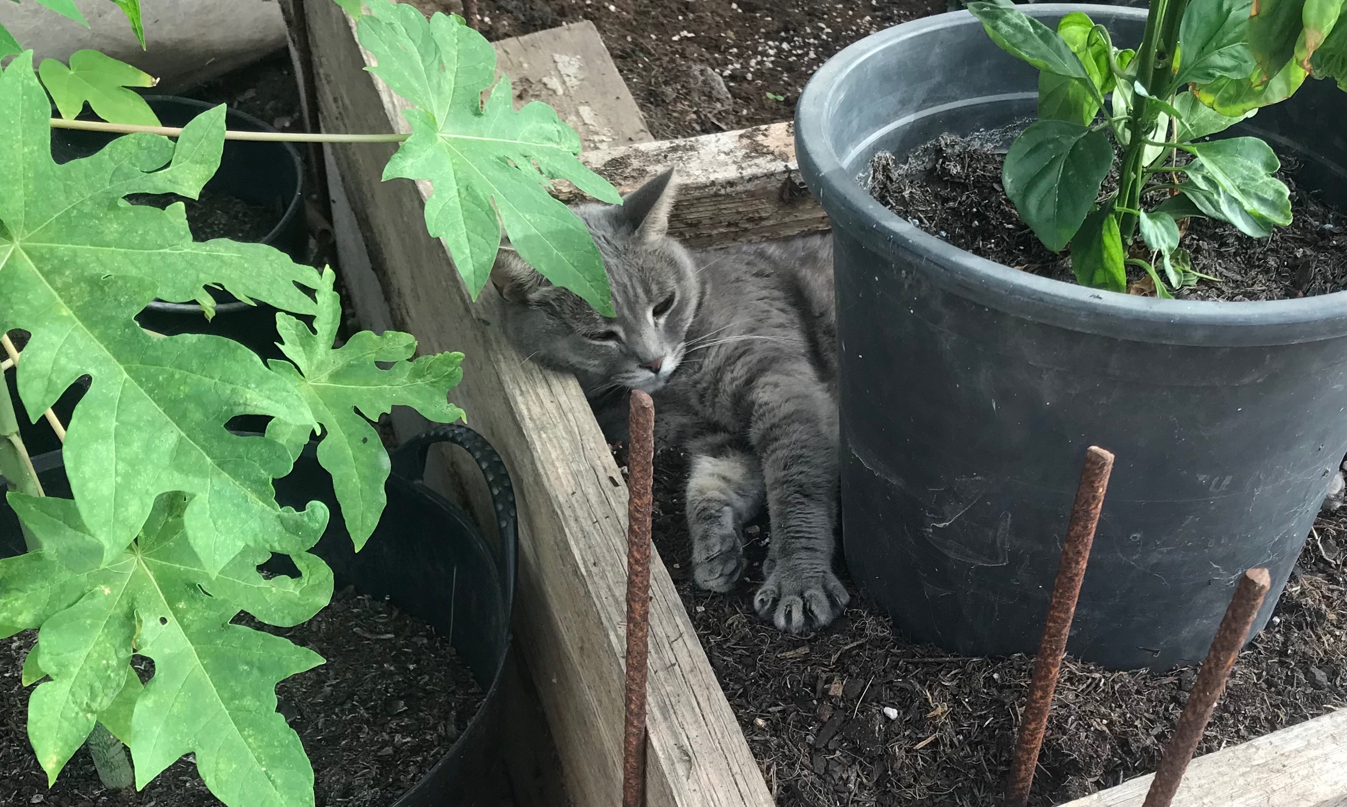 snoozing cat.jpg