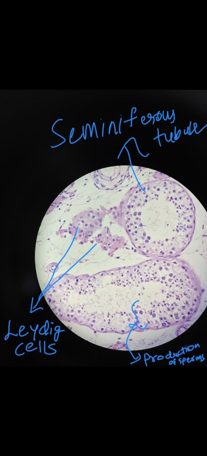 WhatsApp Image 2025-10-07 at 16.36.48_b9123550.jpg