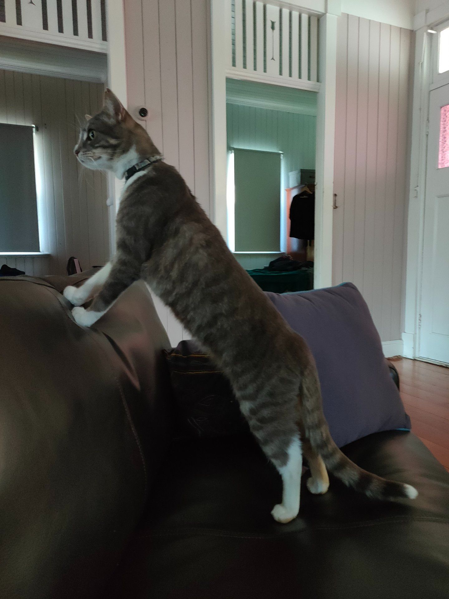 Cat02.jpg