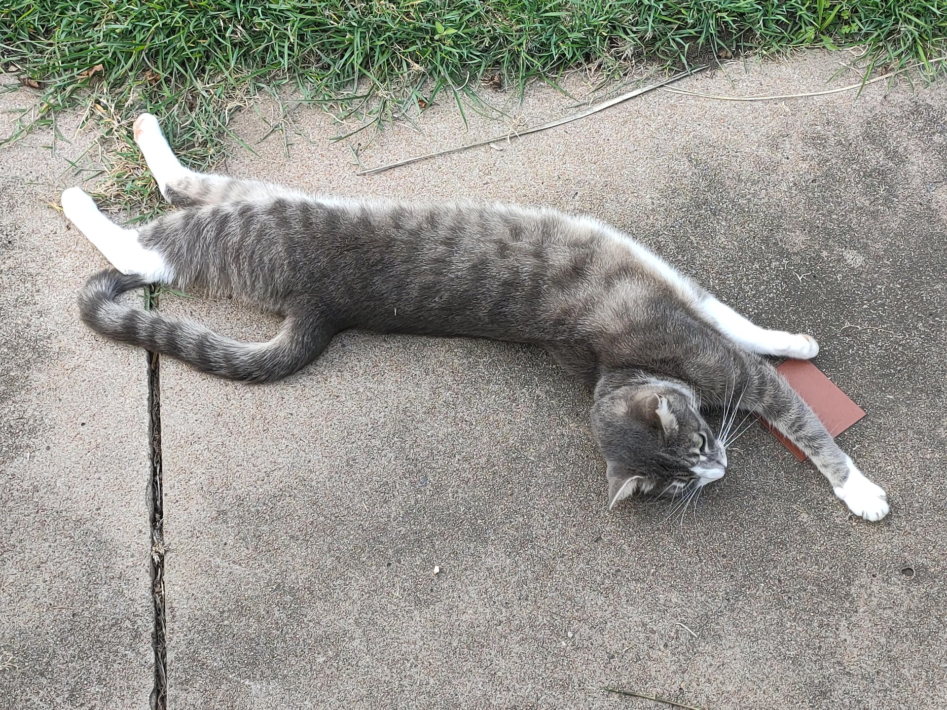 Cat01.jpg