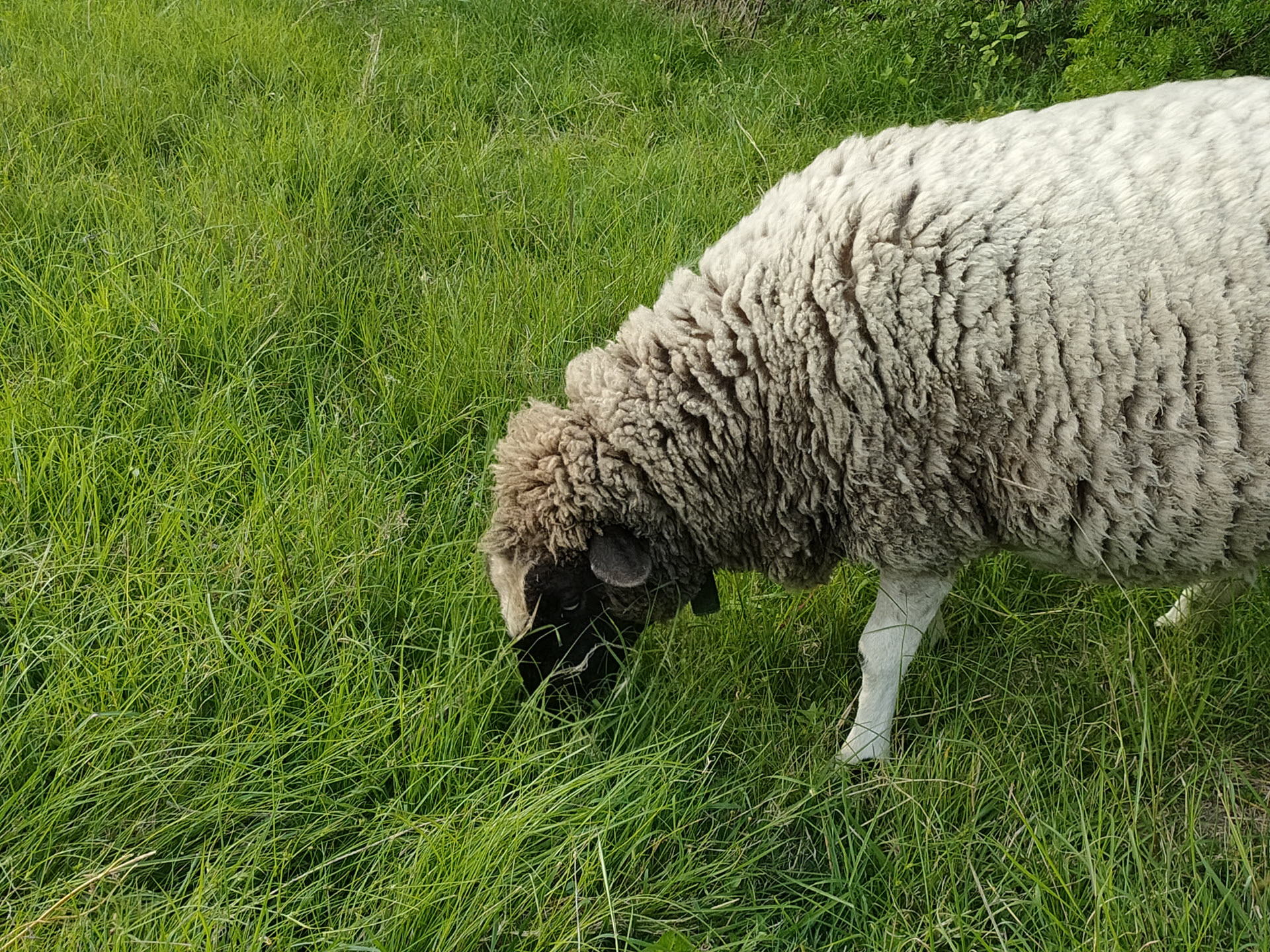 sheep_01.jpg