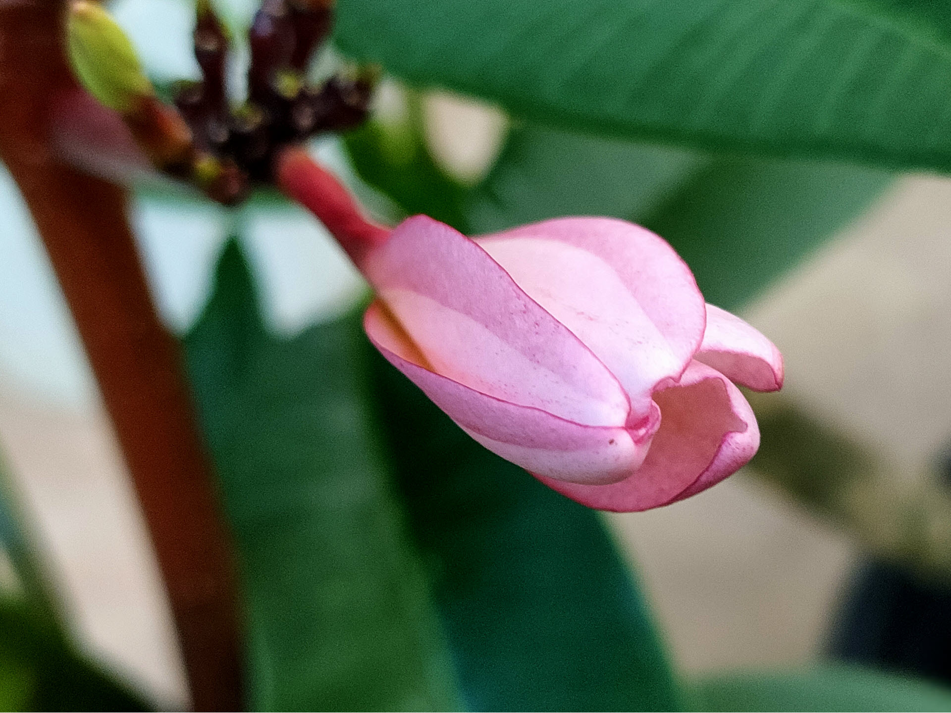 pink_01.jpg