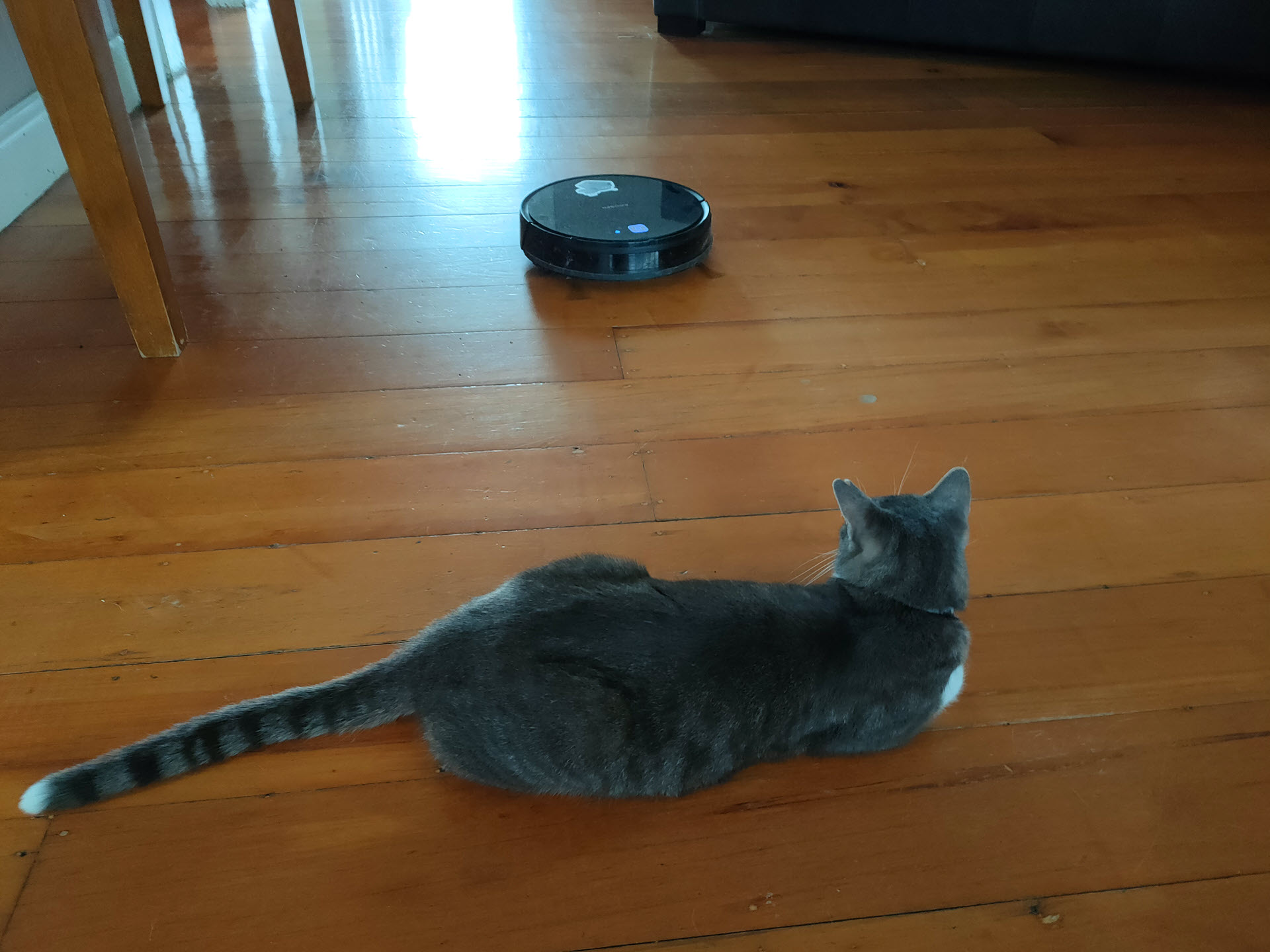 guarding_the_robot_vac.jpg